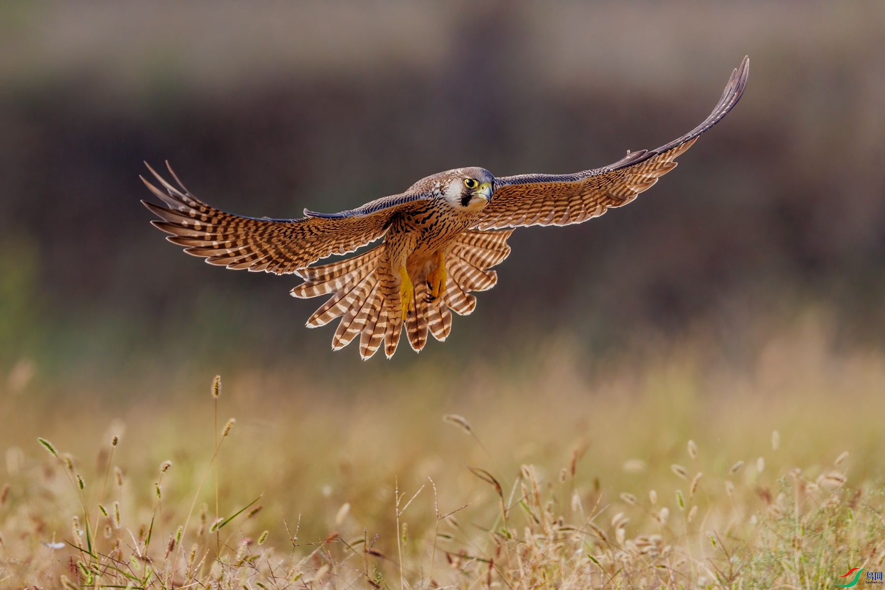 SHU_1363 ����_����.jpg