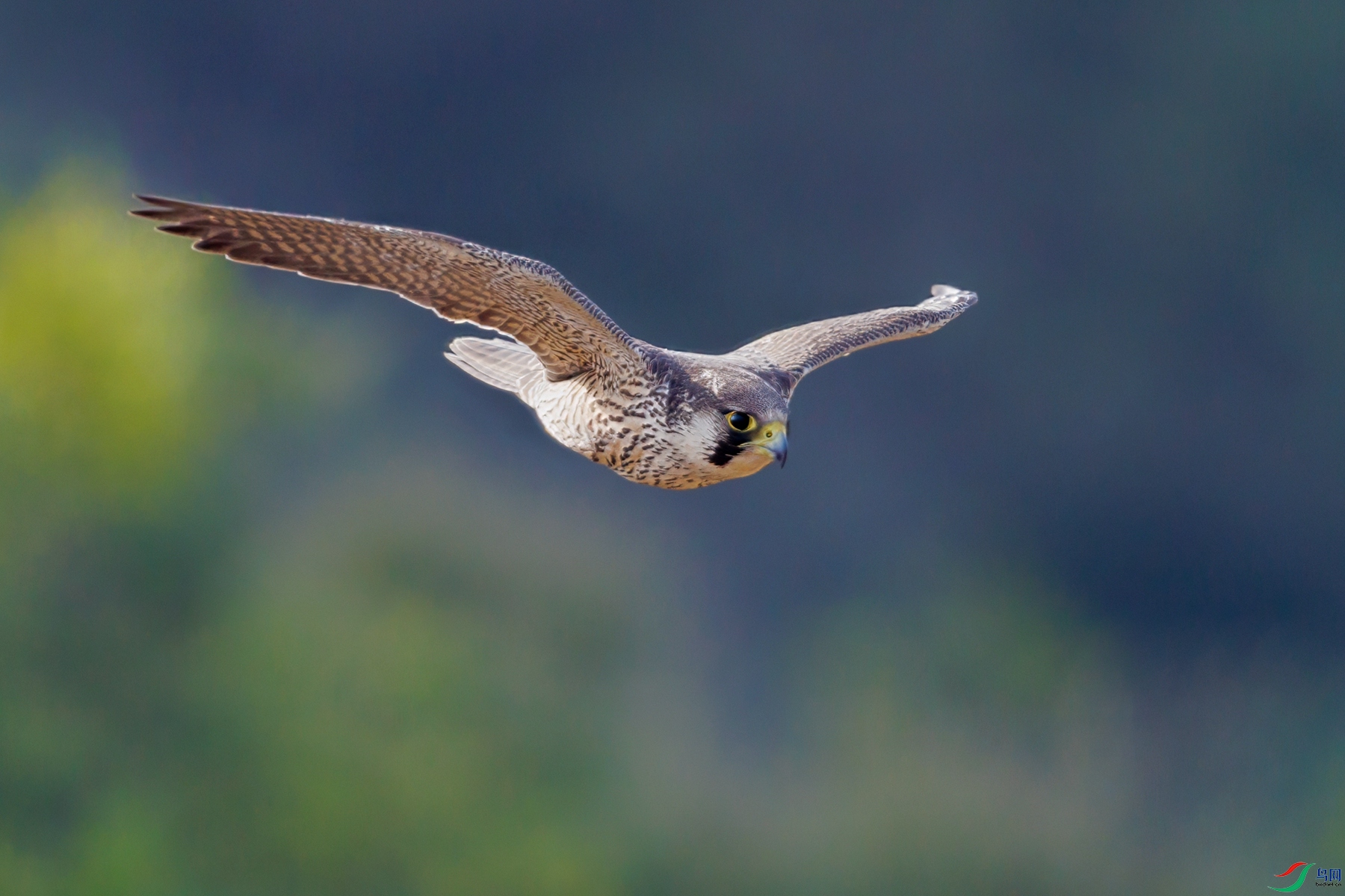 SHU_1948 ����_����.jpg