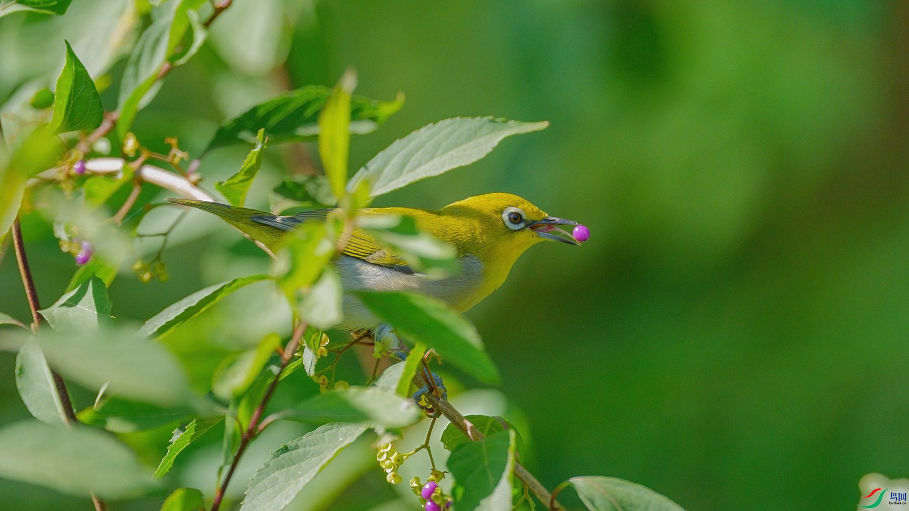 DSC04675 ����-DeNoiseAI-standard_����.jpg