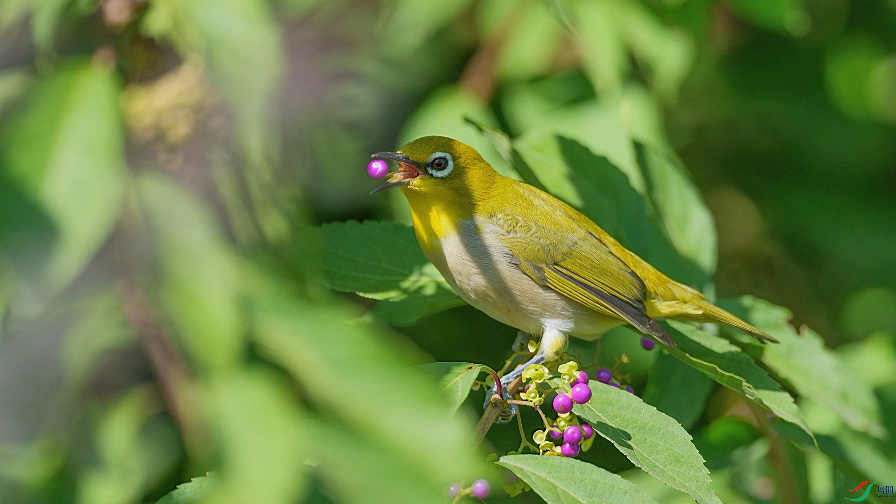 DSC04522 ����-DeNoiseAI-standard_����.jpg