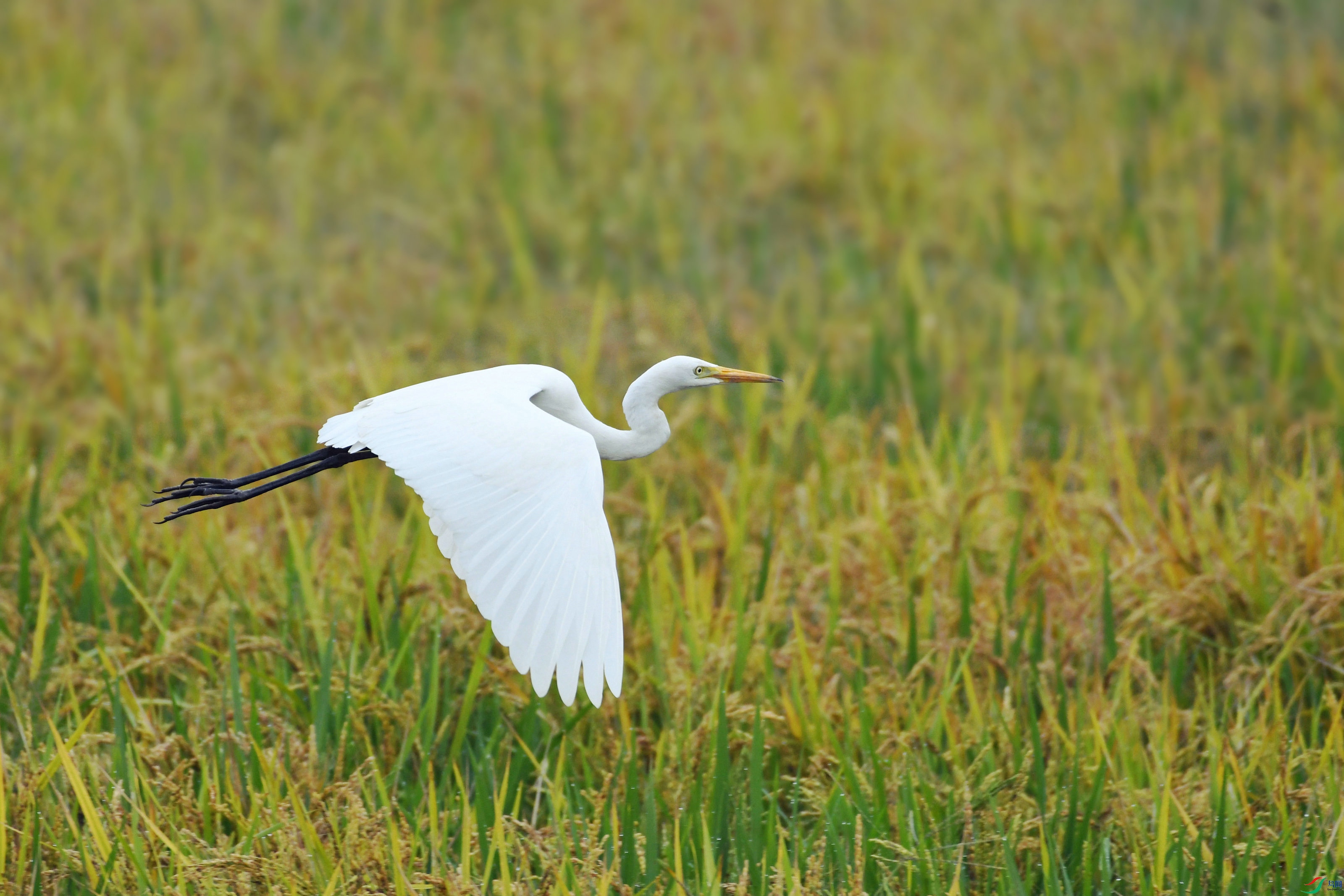 DSC_2855.JPG