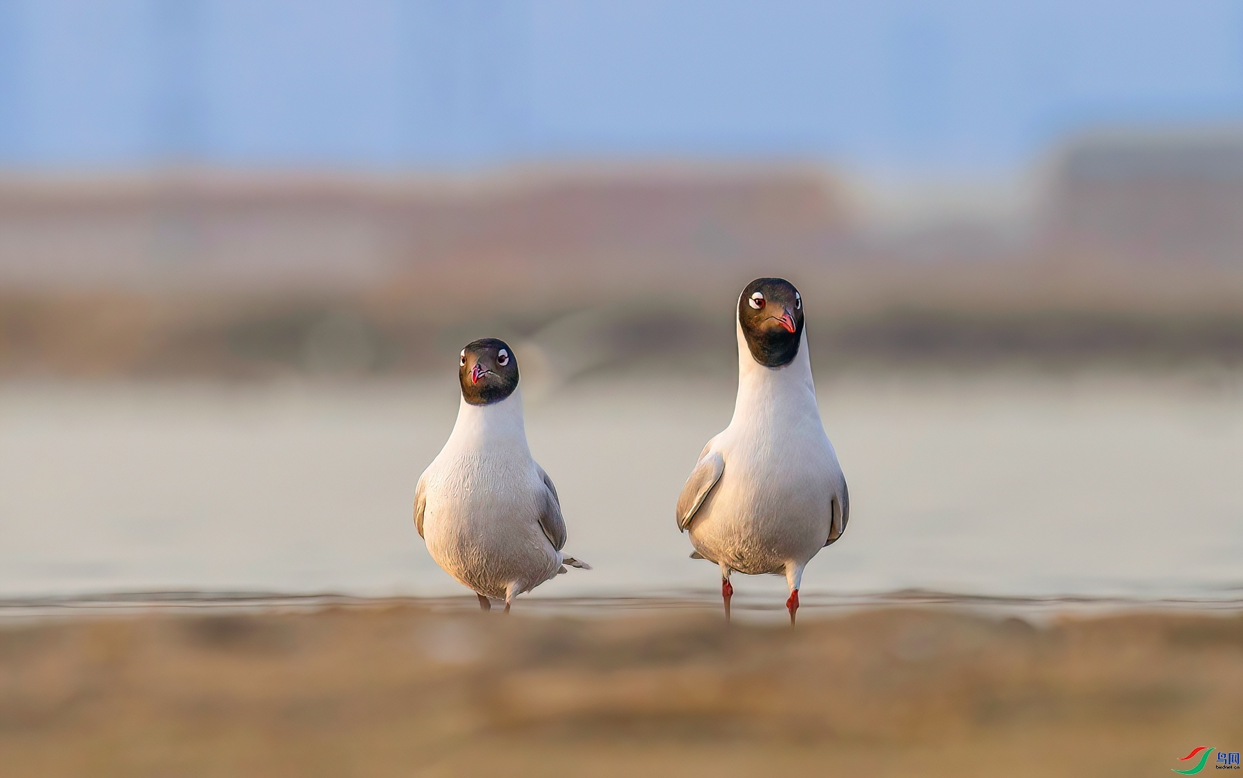 4.��ҳ����  ��Ÿ  ����  ����ͬ��yy  9��5��.jpg