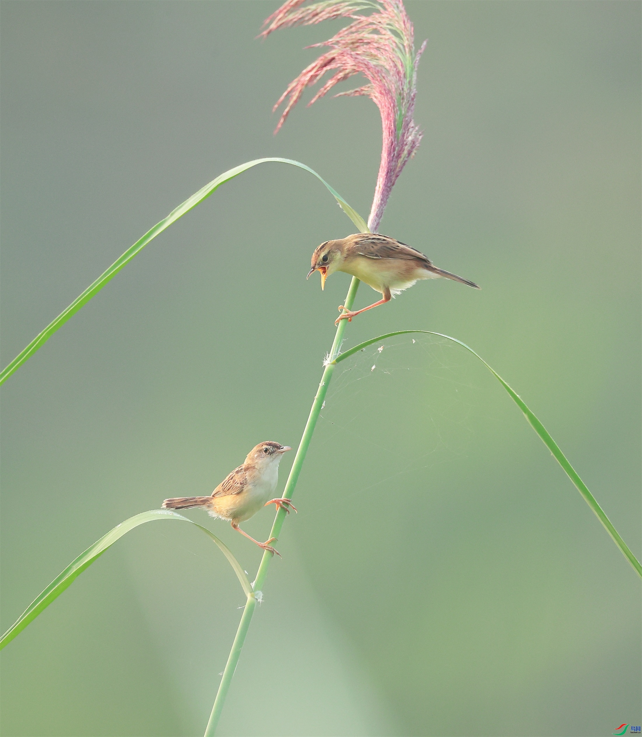 6.��ҳ����  Ϊɶû�Ե�  ����  ����3  9��6��.jpg