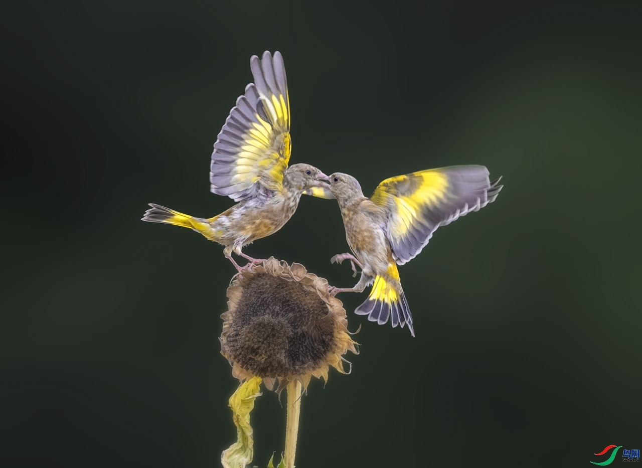 9.��ҳ����  ����    ����  ���죨������  9��11��.jpeg