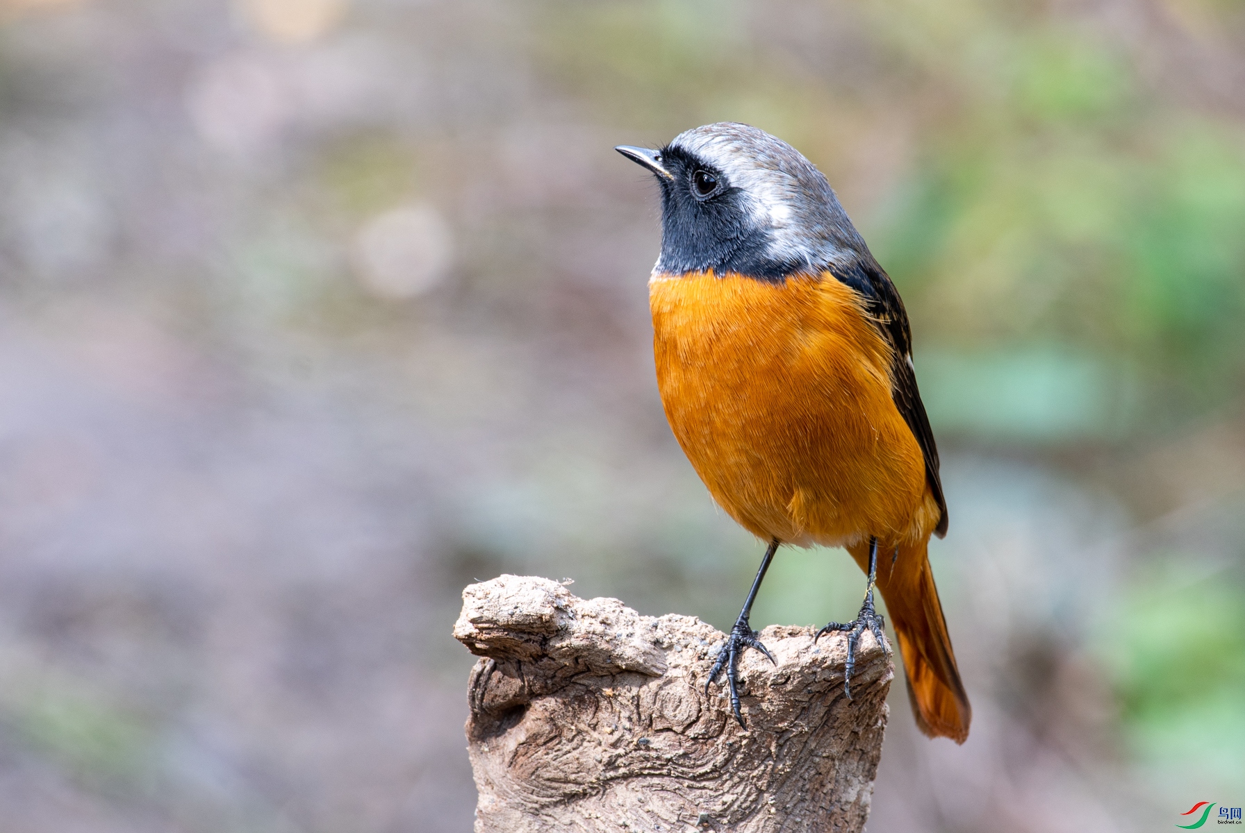 DSC_2796.jpg