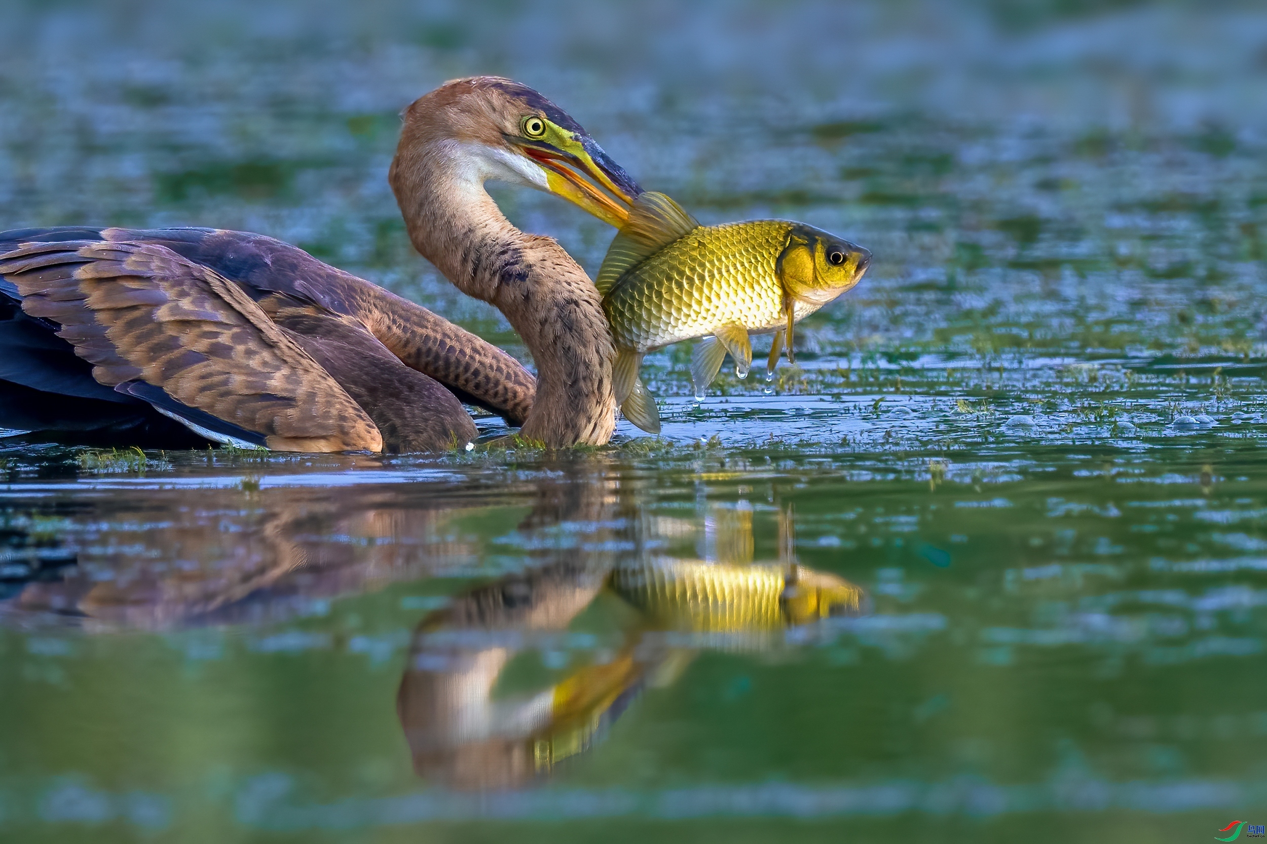 20230927�����صĴ�� ��Ƥ���� ��ҳ����.jpg