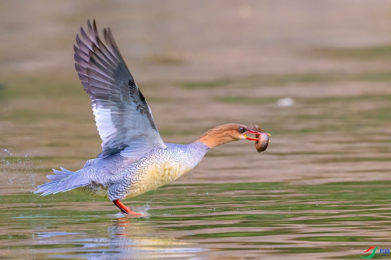 20230928��������ʳ����Խ�� ��ҳ����.jpg