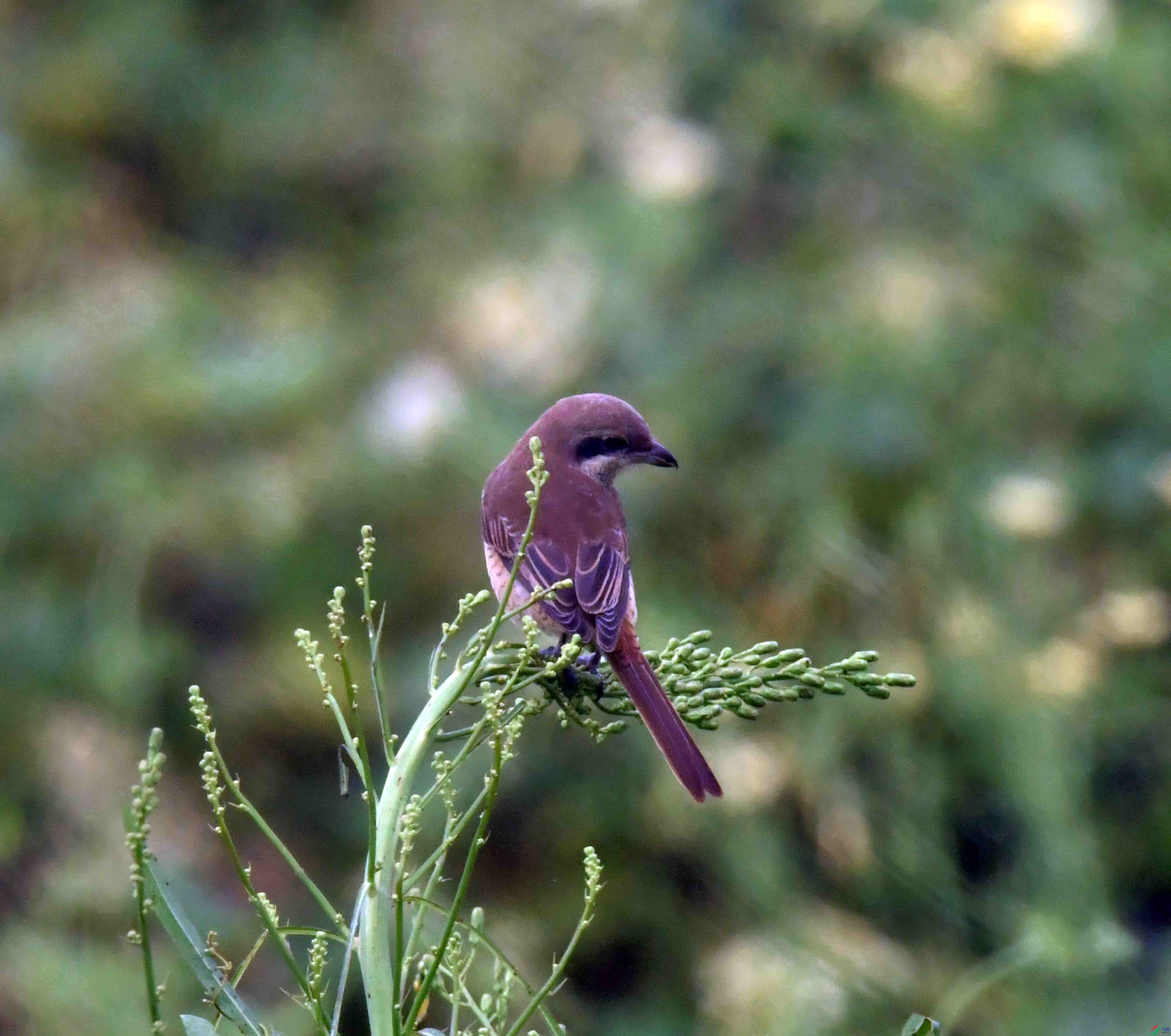 DSC_2511.JPG