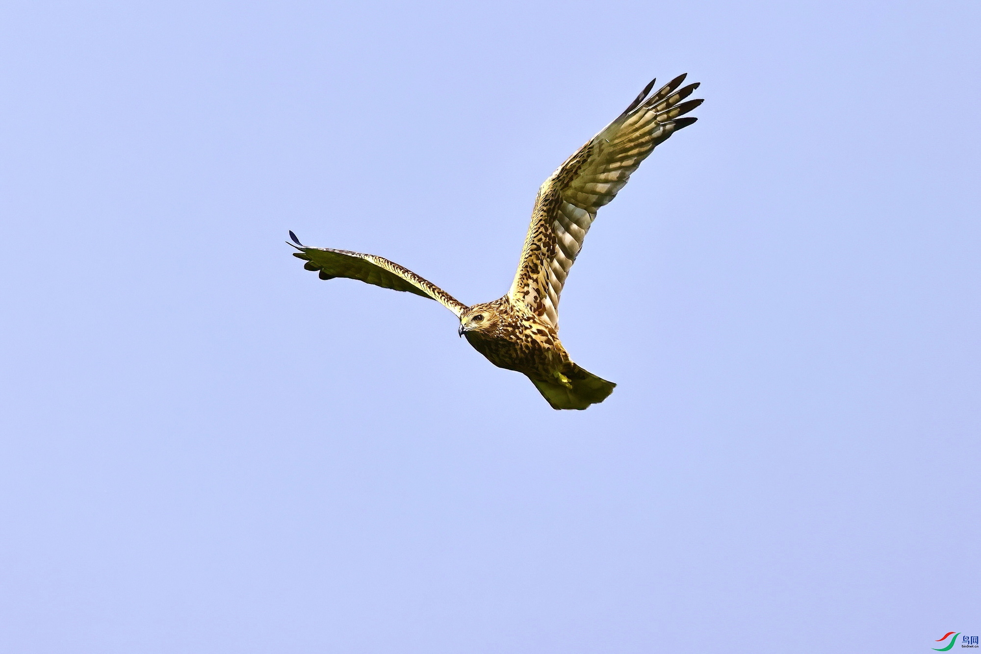 IMG_6382-1.JPG