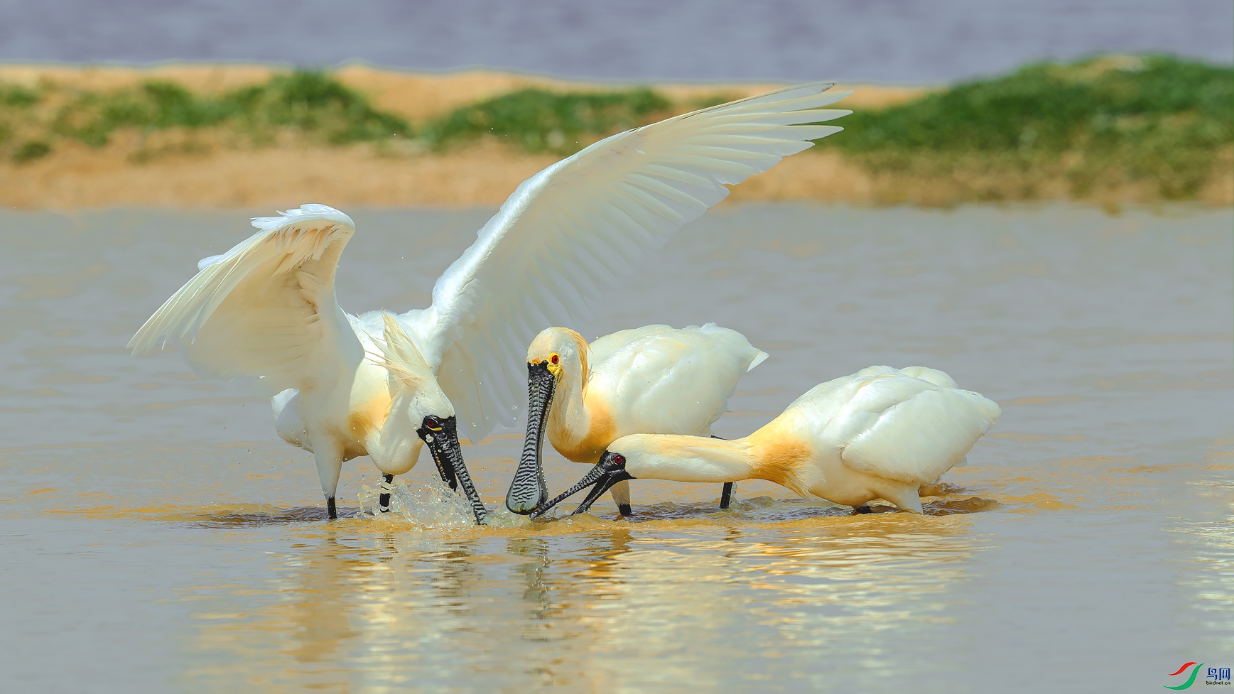 DSC_4556==1w.jpg
