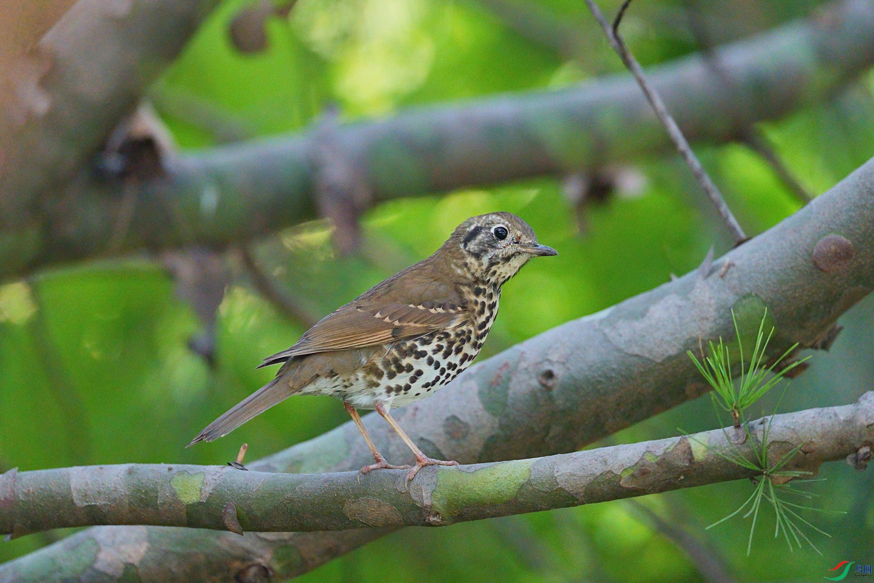 DSC05035 ����-DeNoiseAI-standard_����.jpg