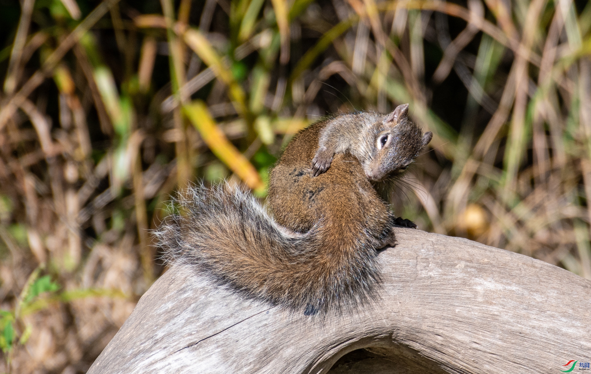 DSC_3657.jpg