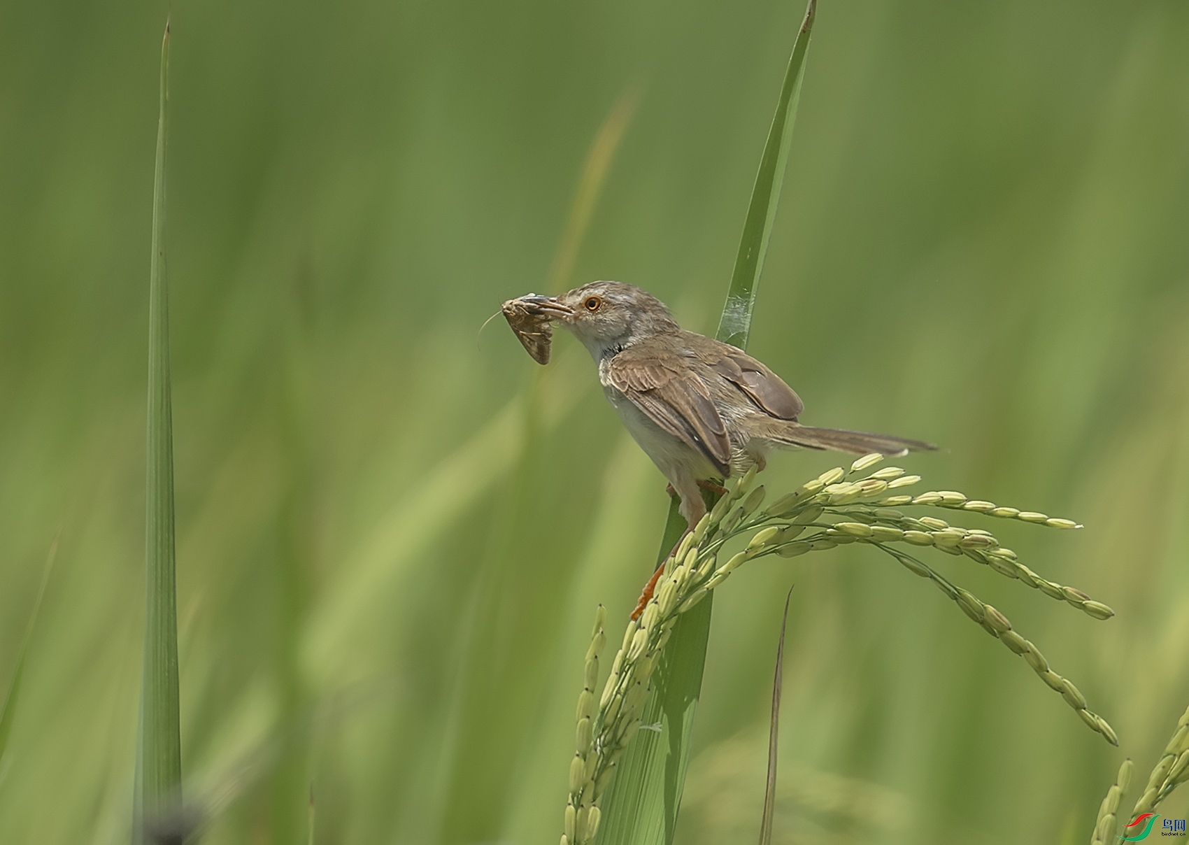 DSC_2018.jpg