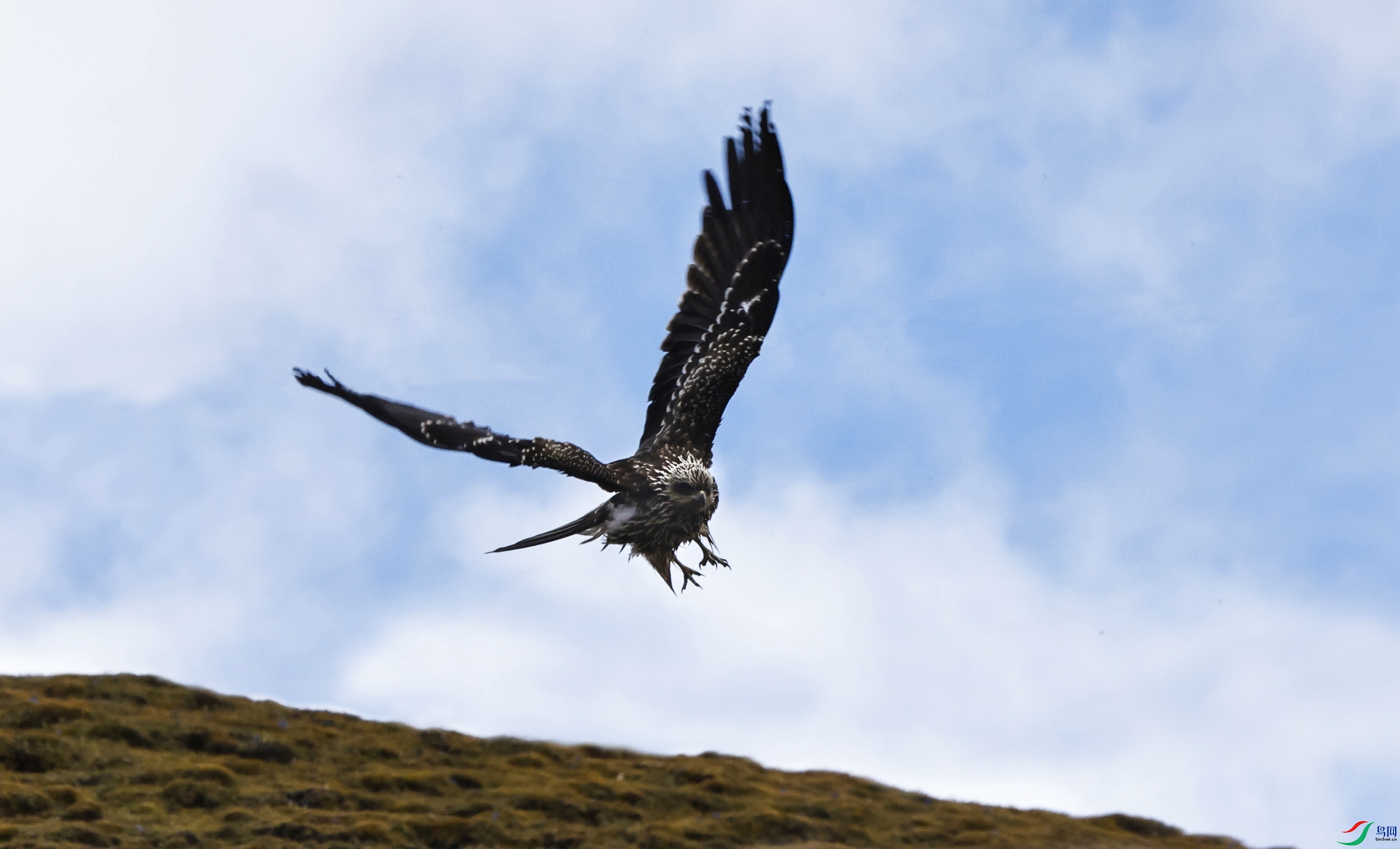 _X5A9010 - ���� - ����.JPG