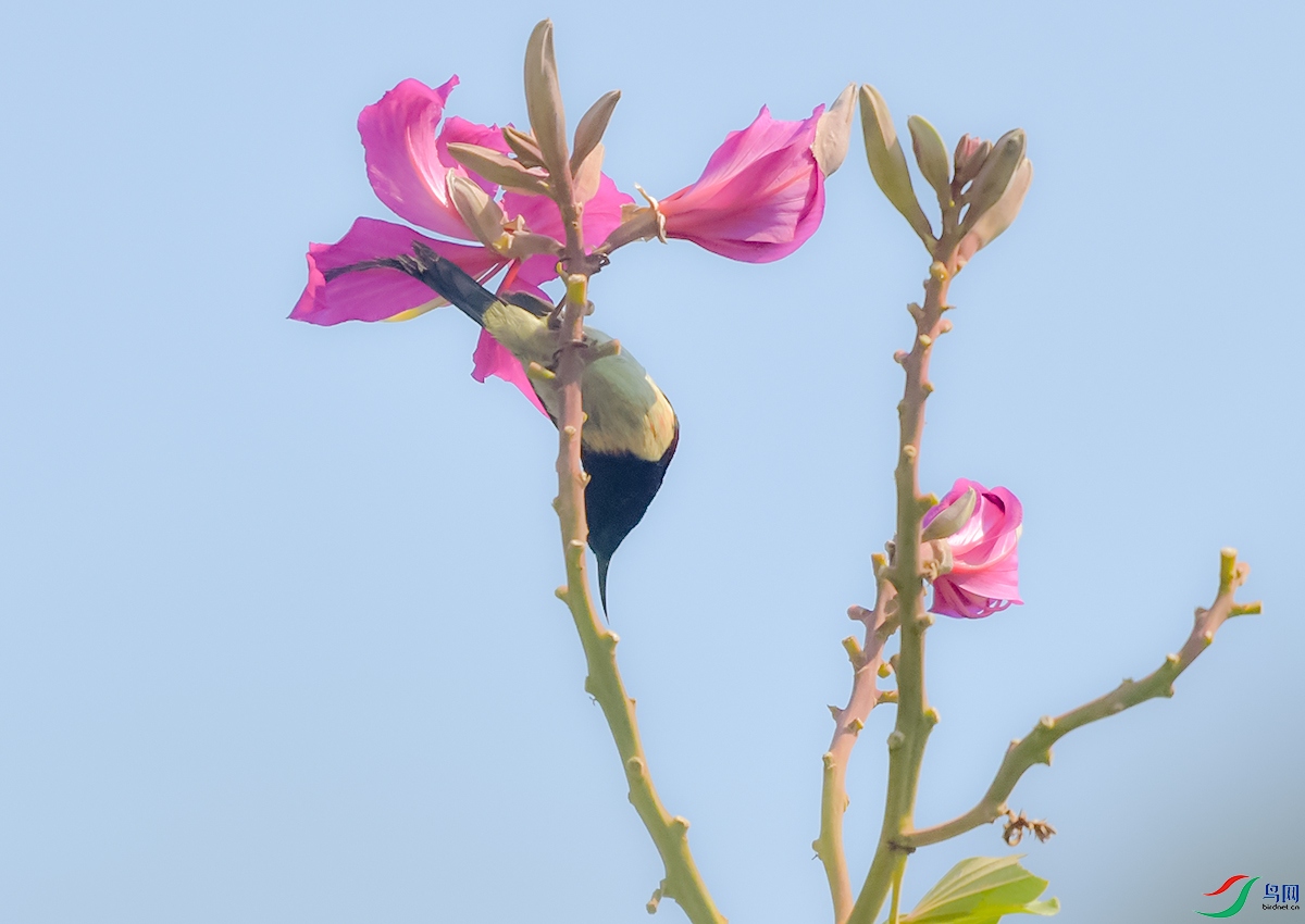 DSC_4232.JPG
