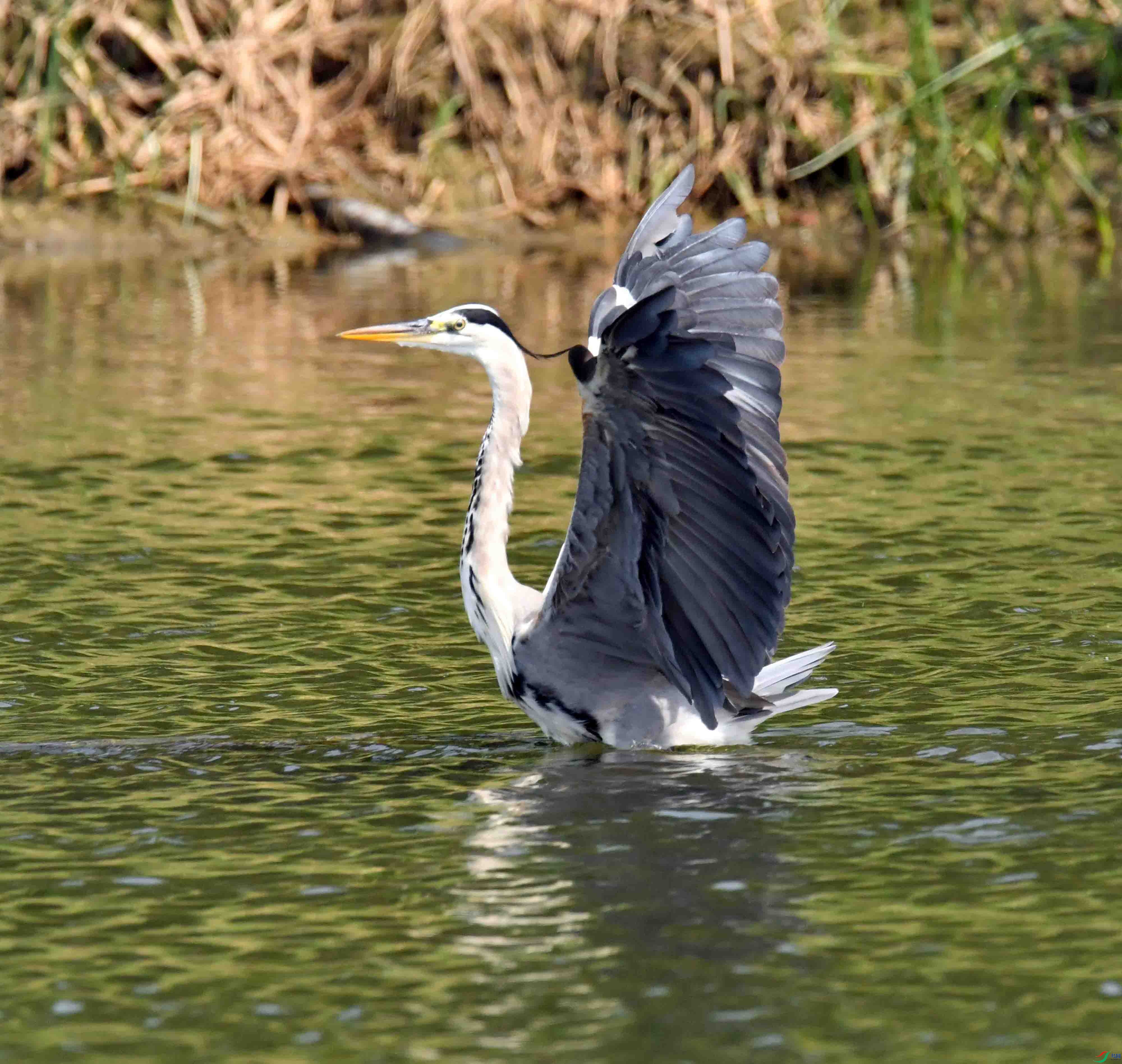 DSC_0513.JPG