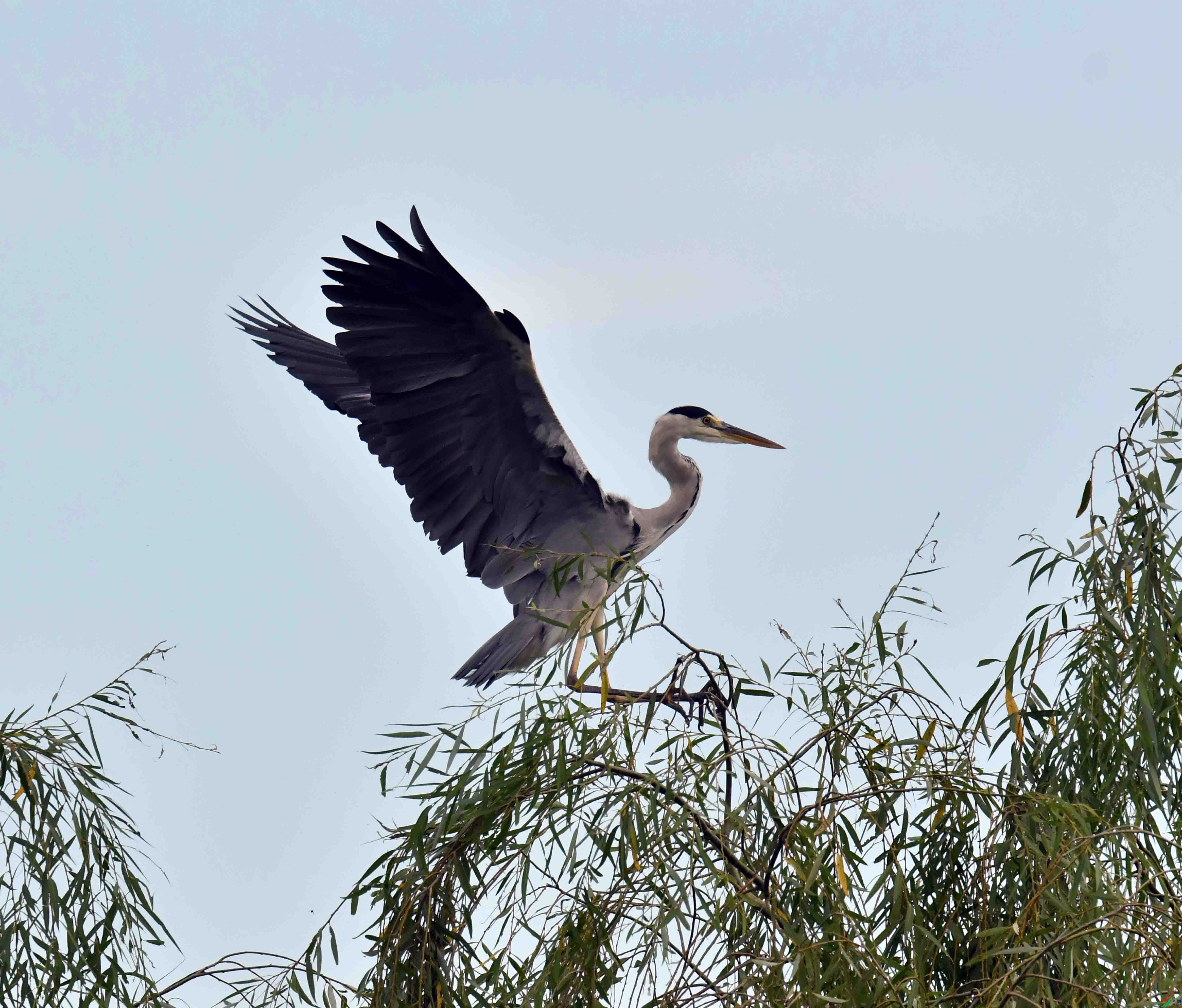 DSC_4462.JPG