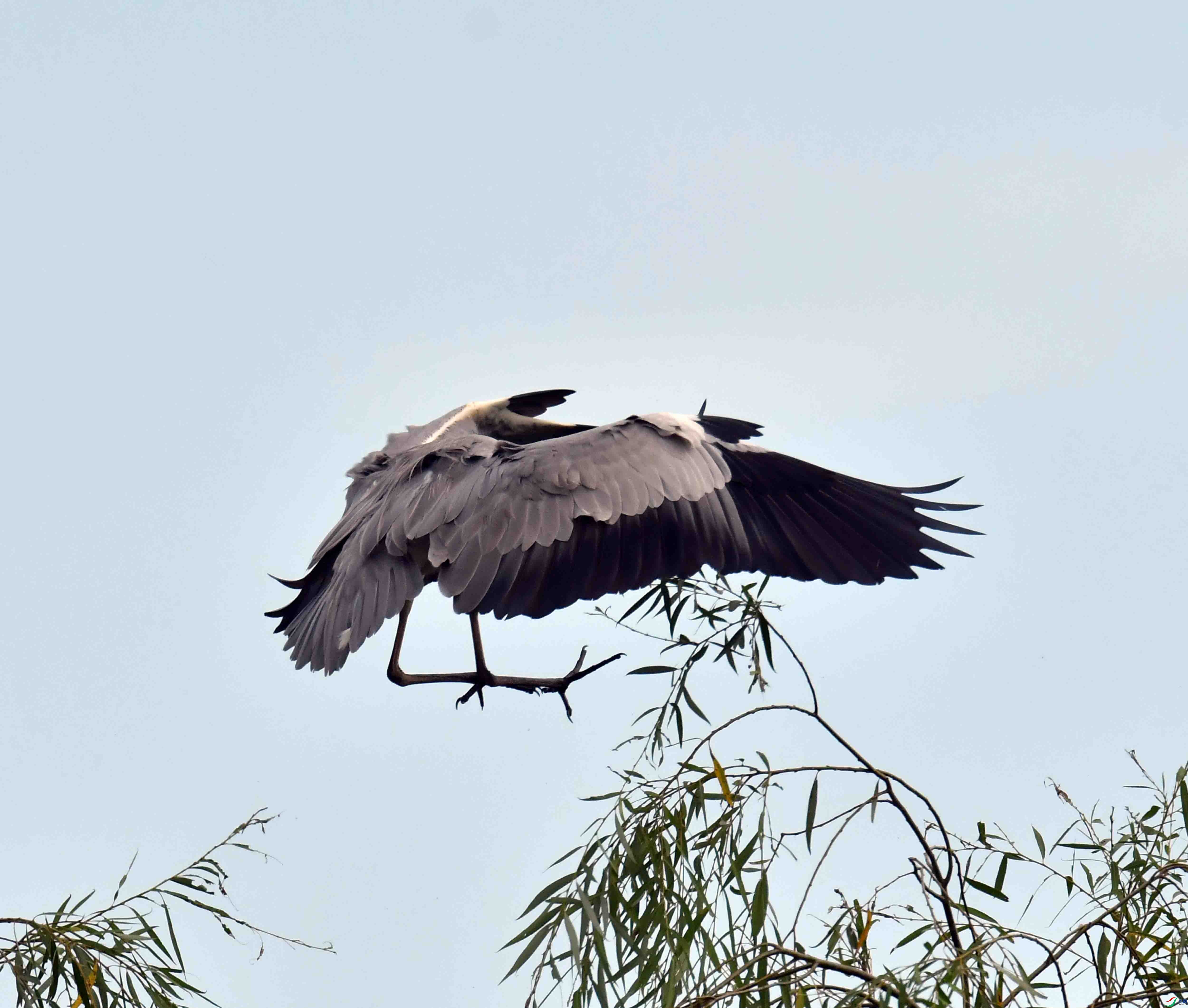 DSC_4461.JPG