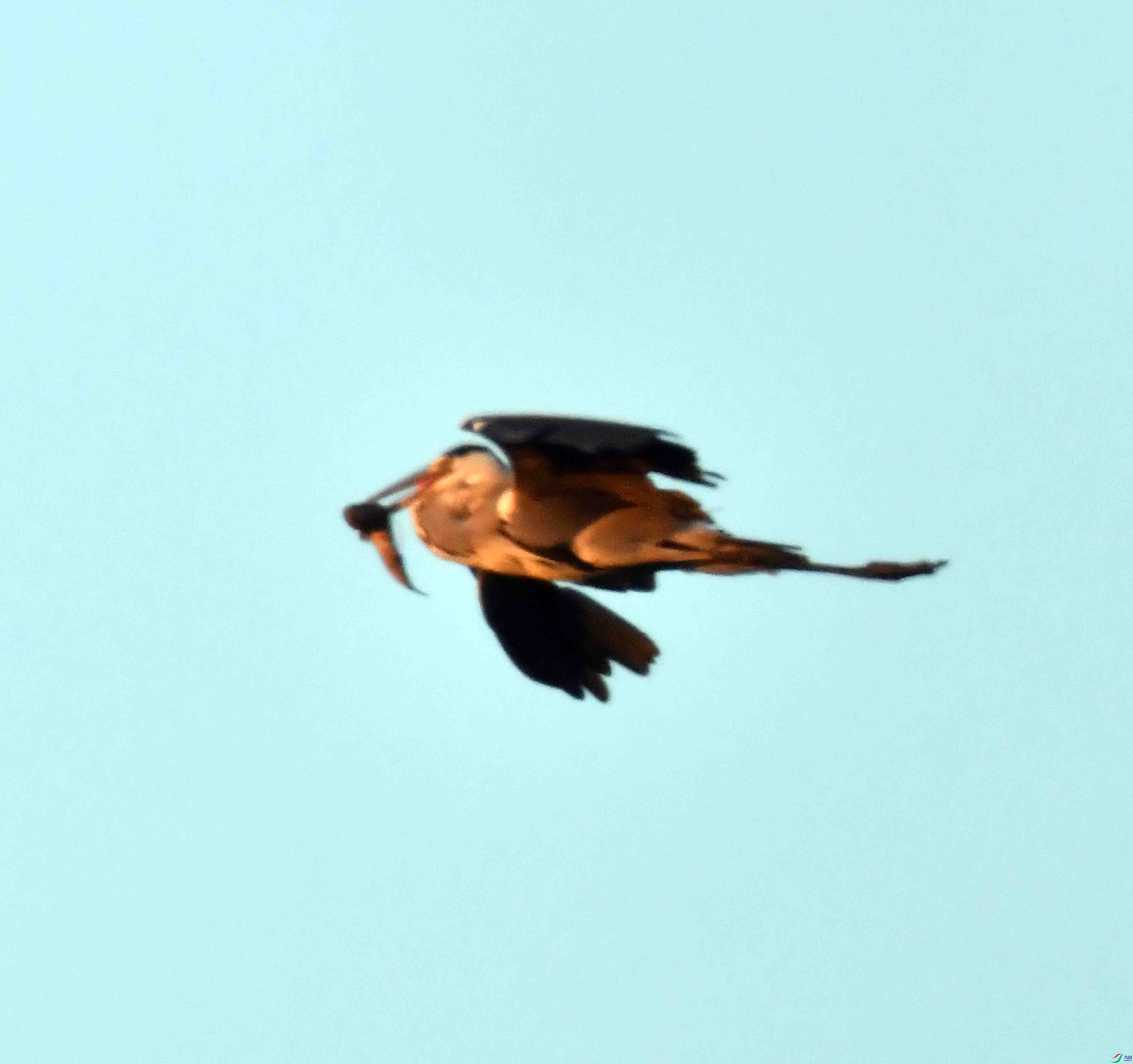 DSC_5342.JPG