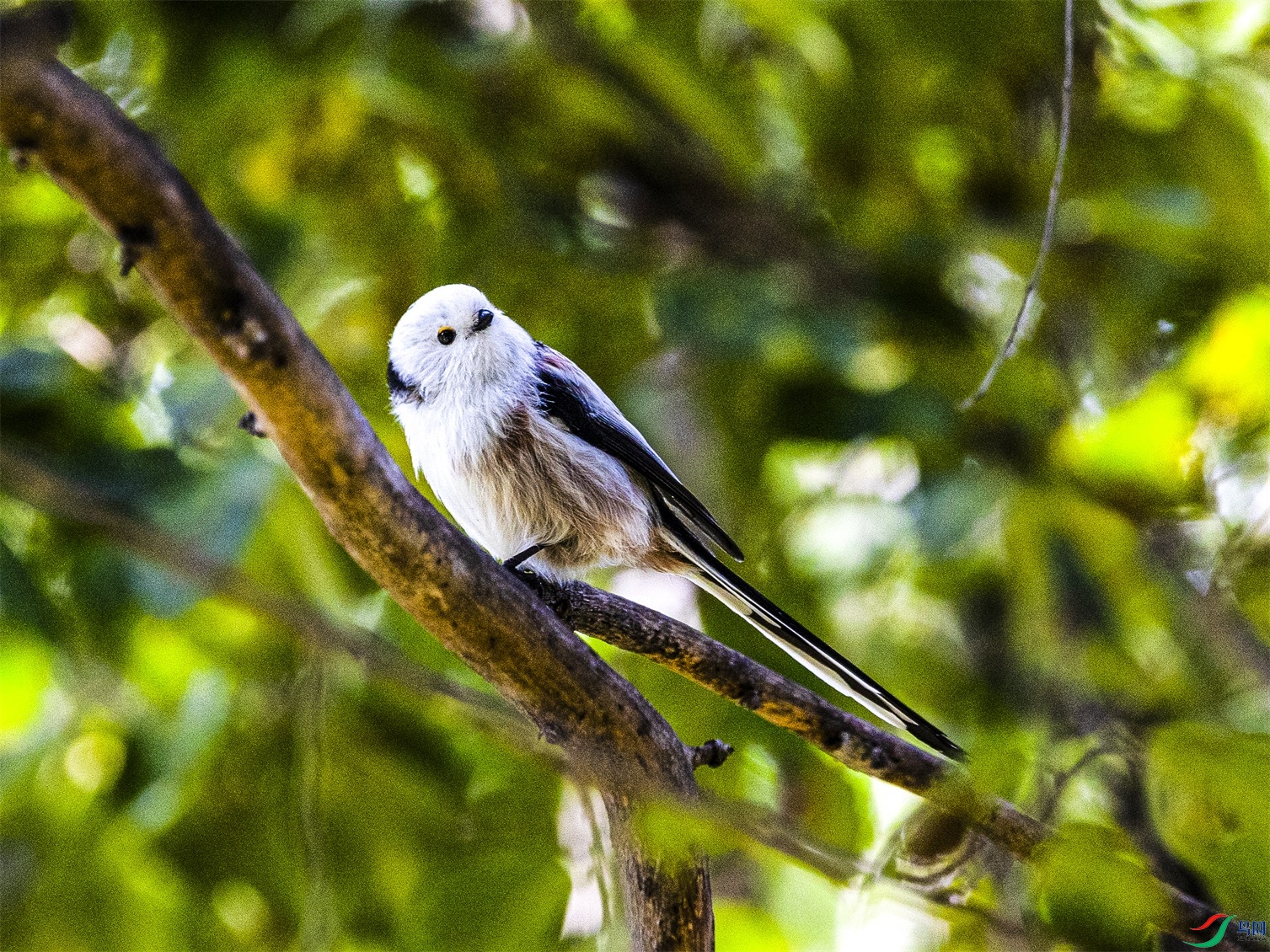 1K3A0239 ����1.jpg