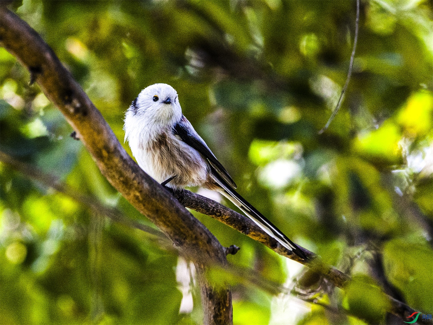 1K3A0245 ����1.jpg