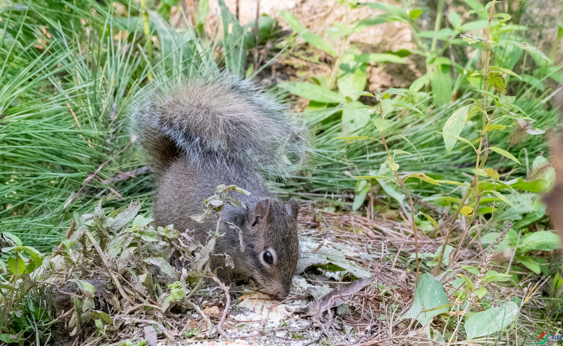 DSC_1933.jpg