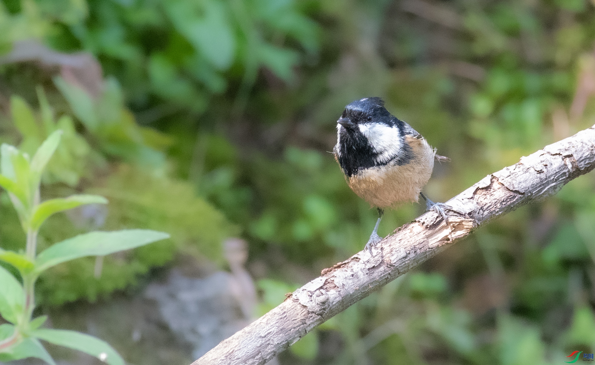 DSC_2222.jpg