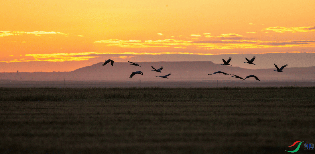 Ϧ�����º׹���