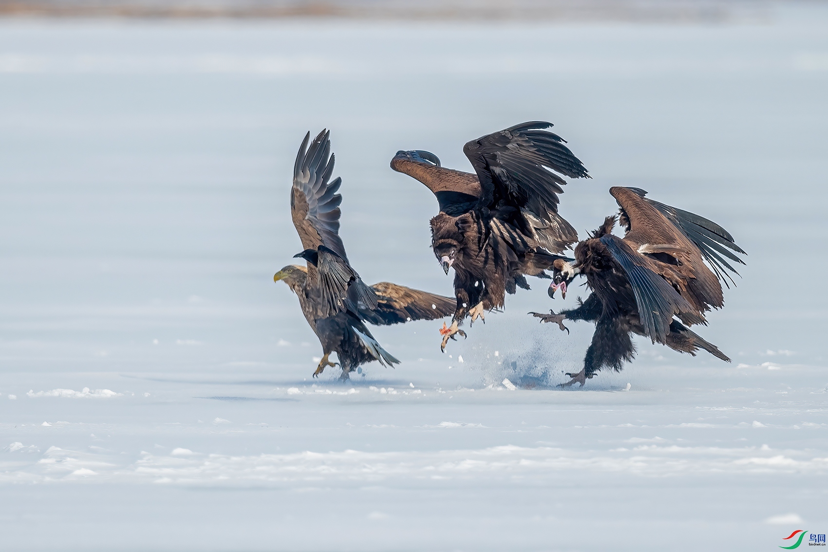 DSC_2683ABC.jpg