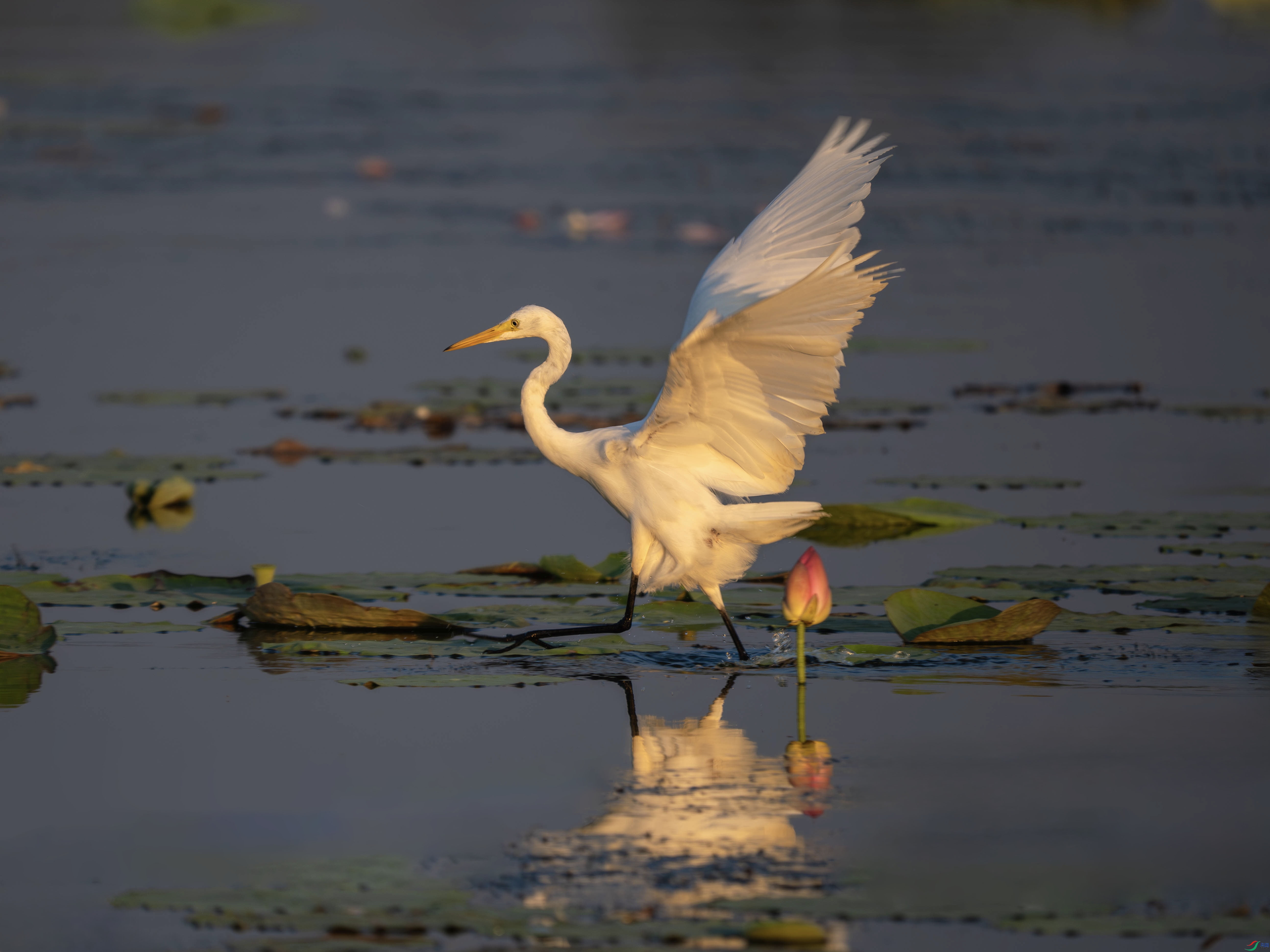 P8282648-����ǿ-���� ����.jpg