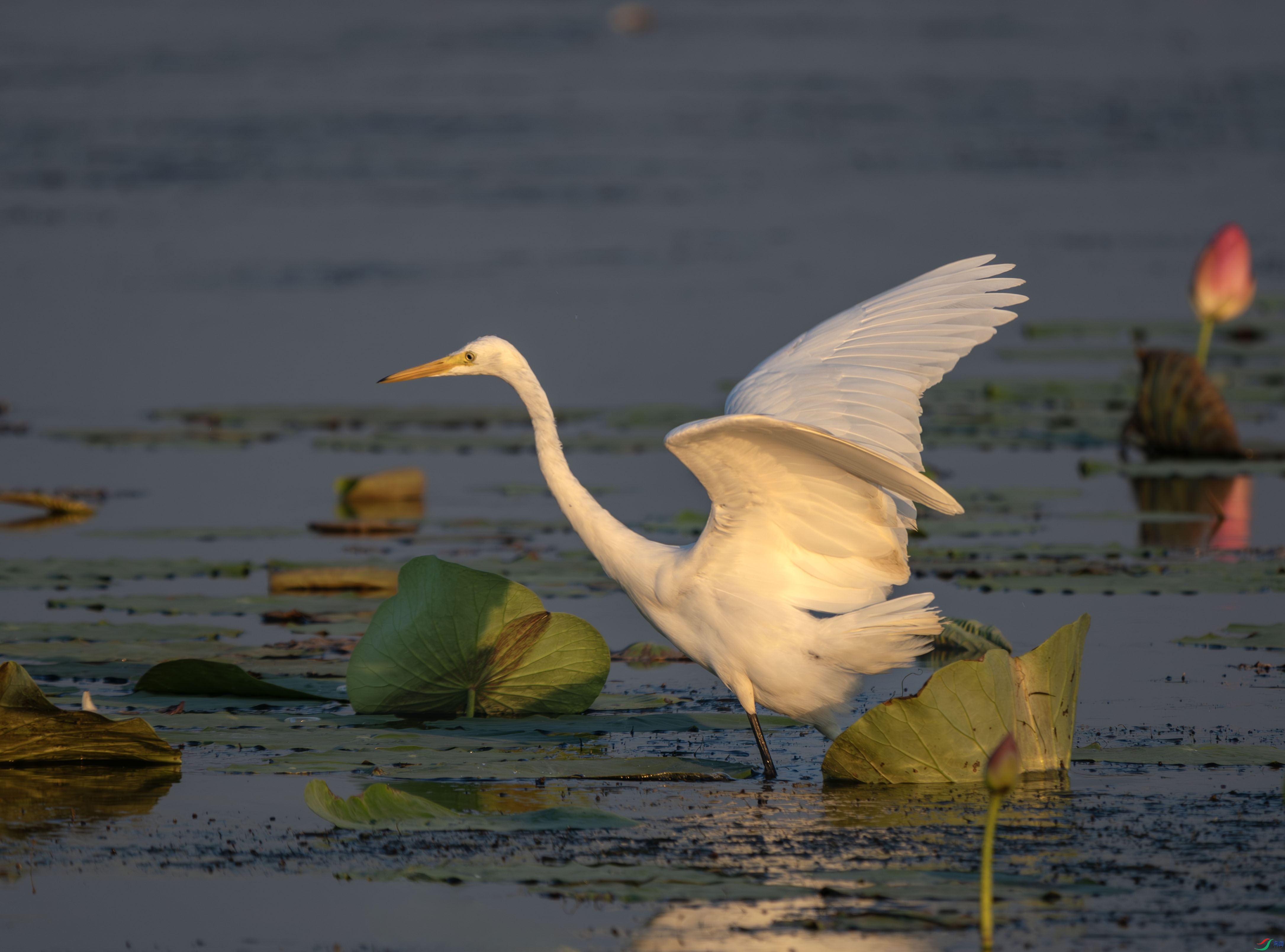 P8282554-����ǿ-���� ����.jpg