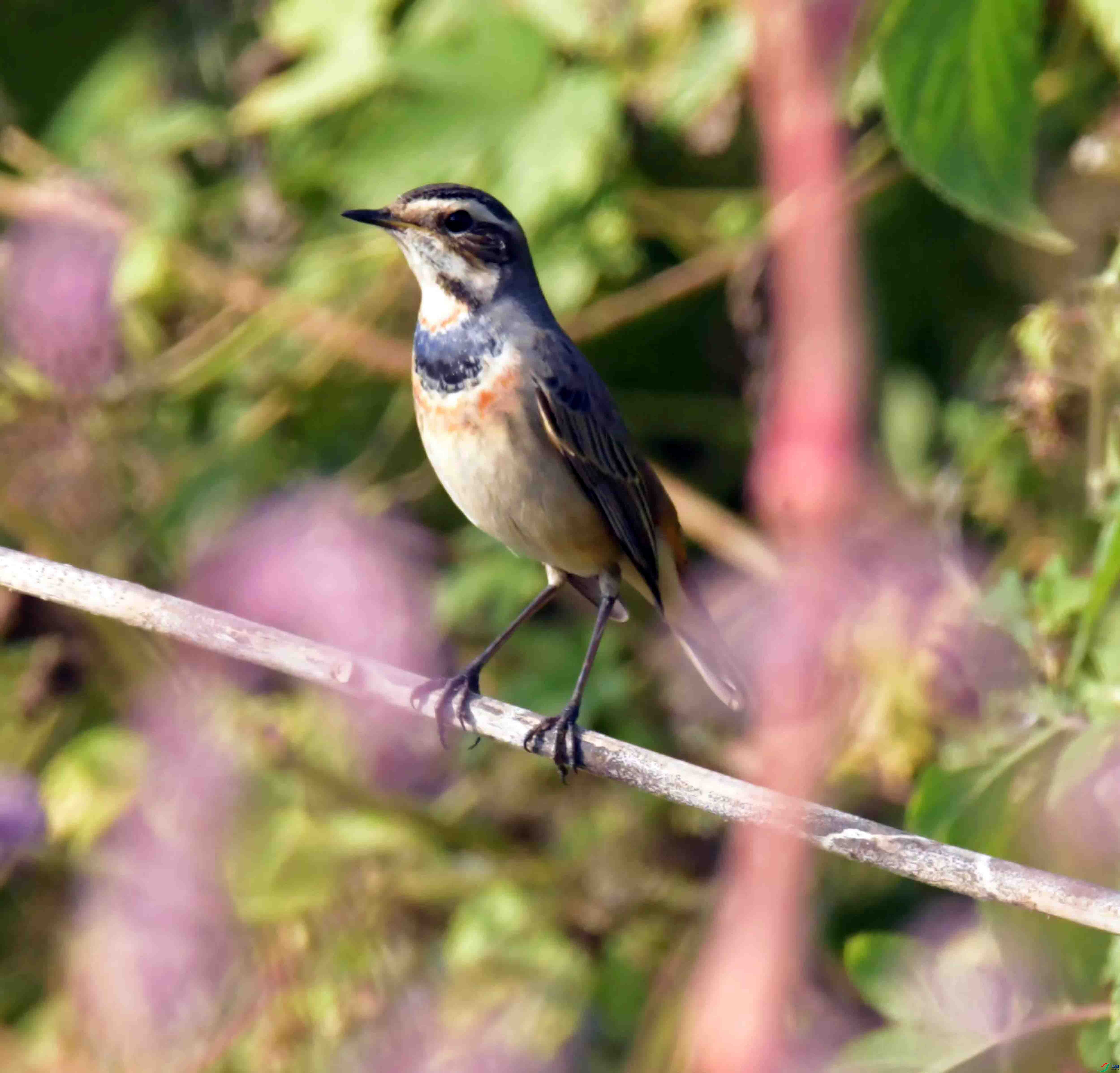 DSC_1266.JPG