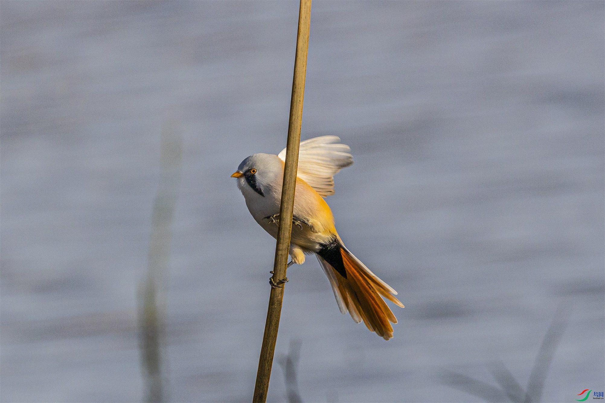 1K3A1180 ����1.jpg