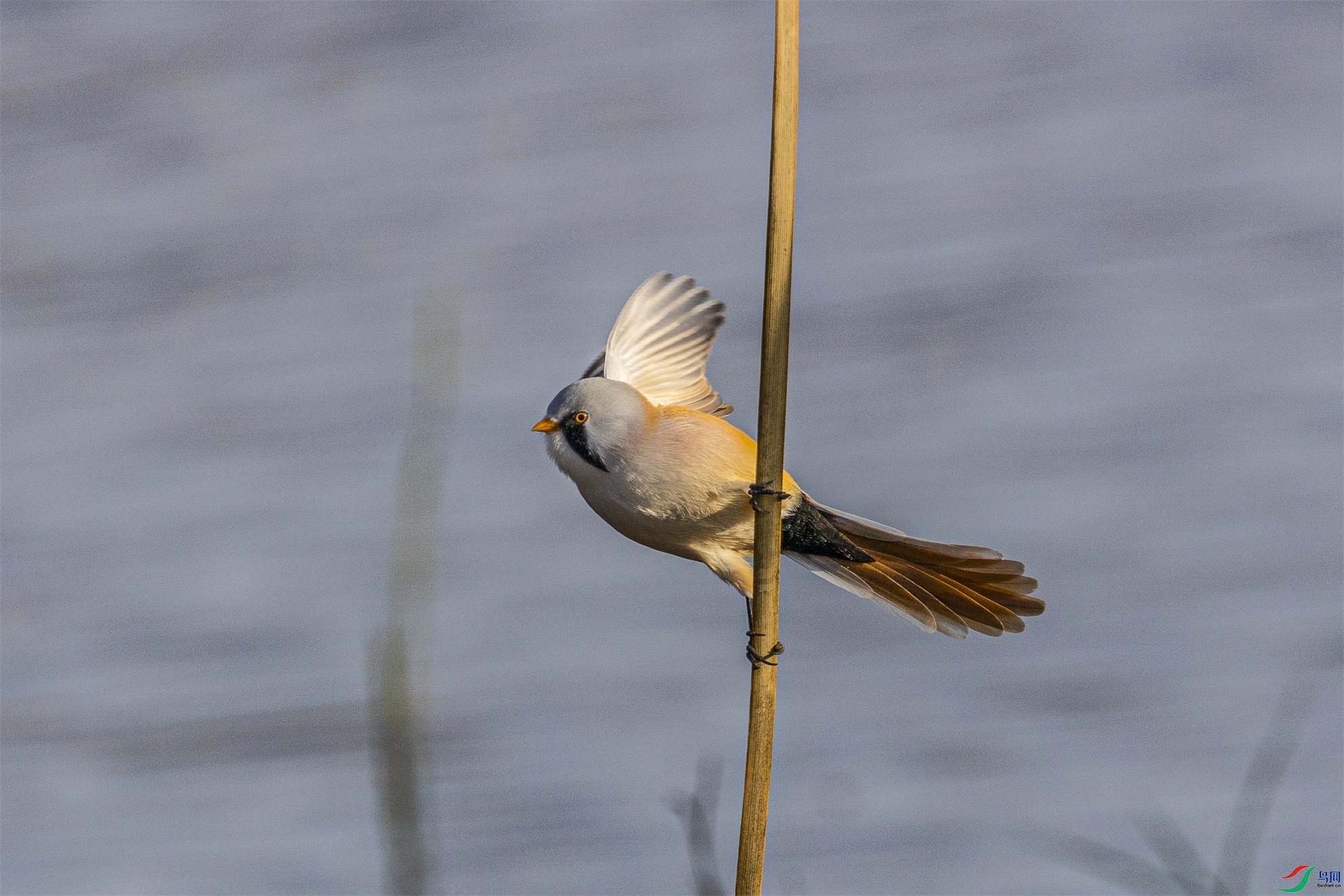 1K3A1181 ����1.jpg