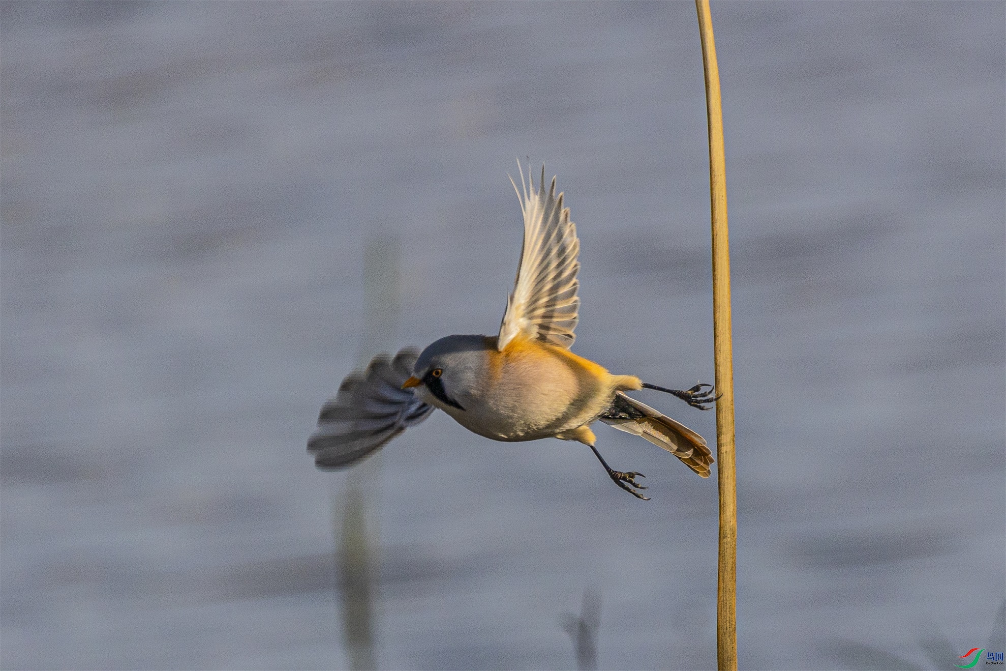 1K3A1182 ����1.jpg