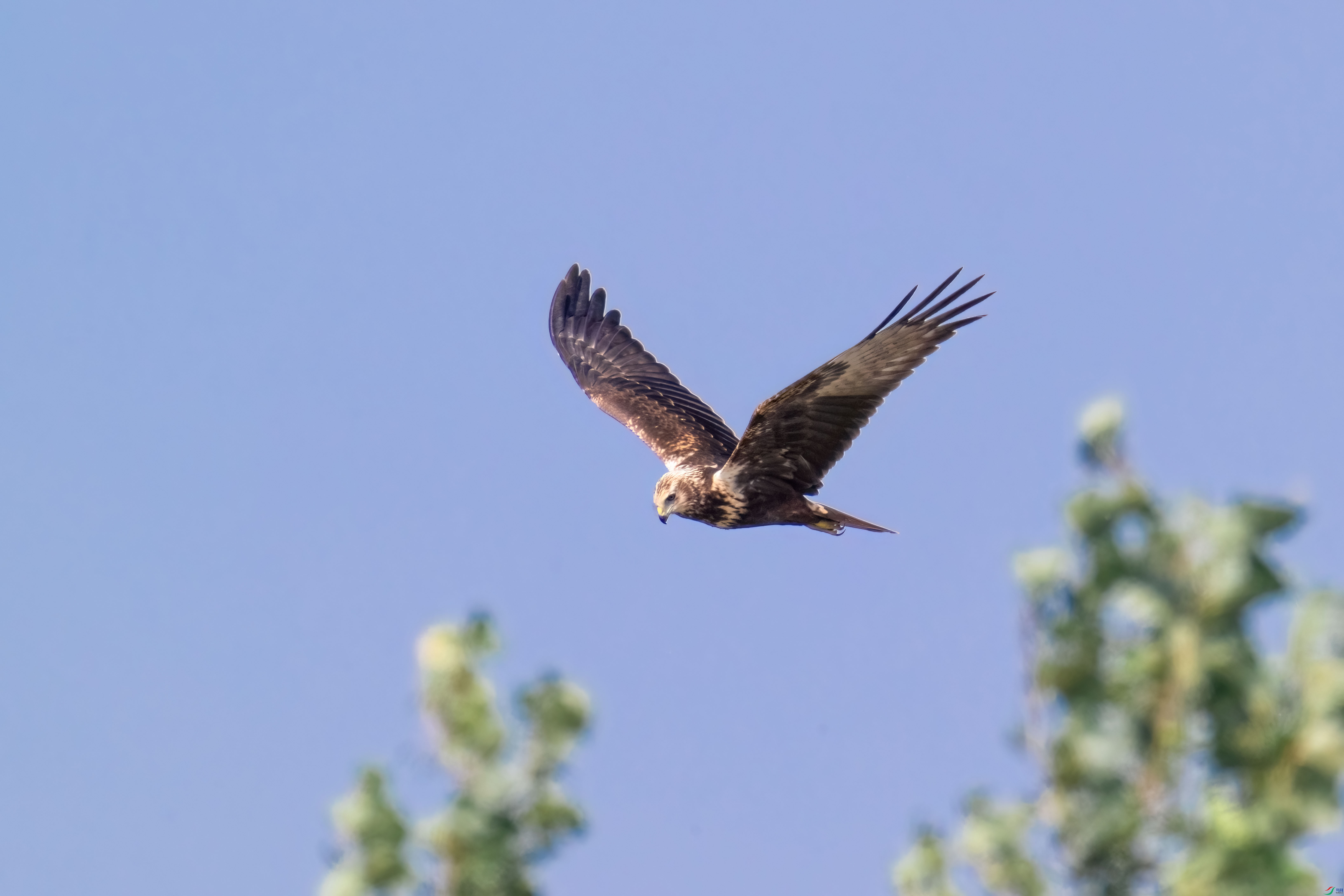 _DSC4056.jpg