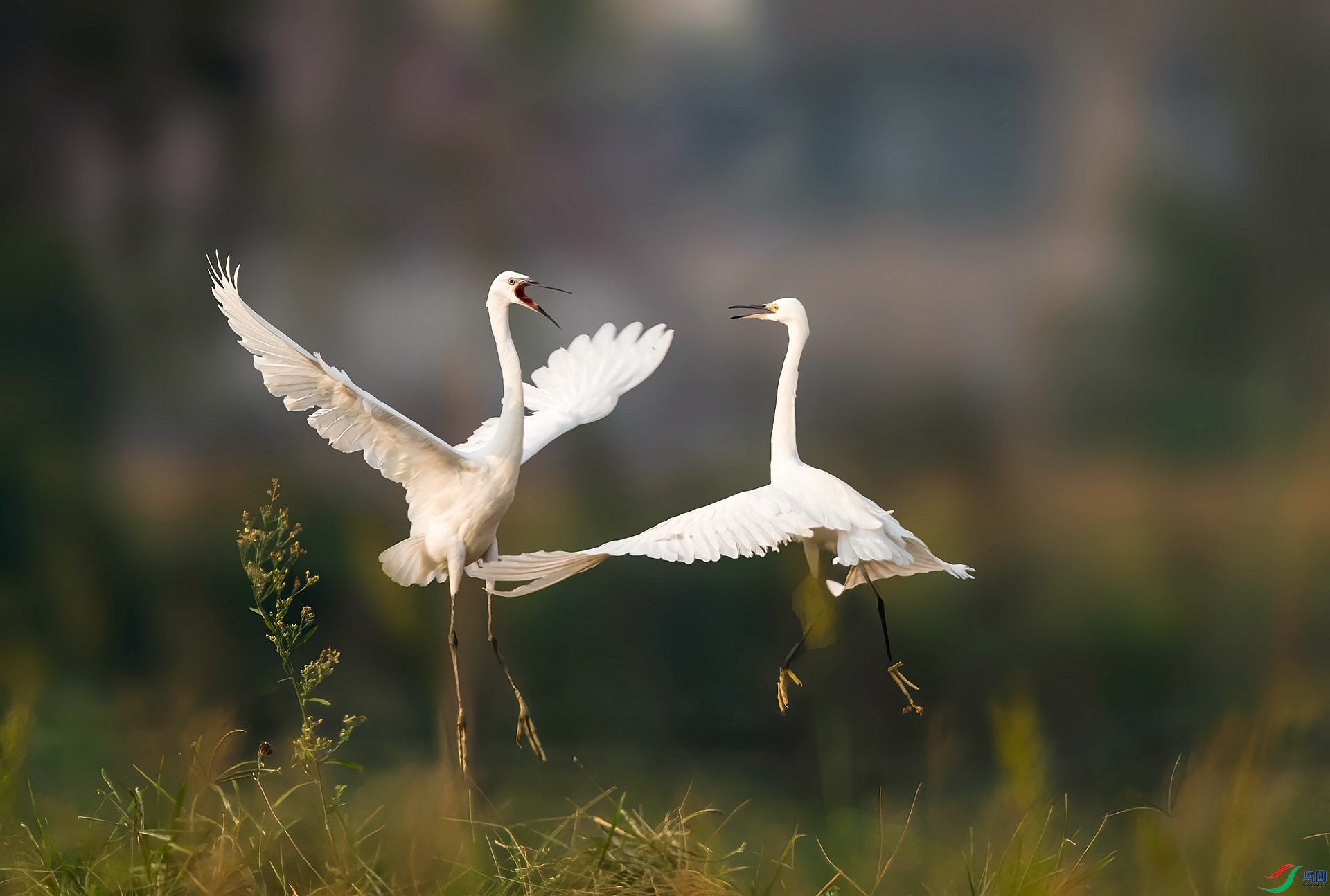 DSC_1943 ����_����.jpg