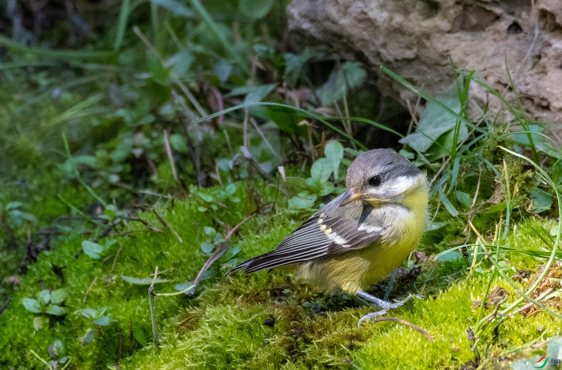 DSC_1772.jpg