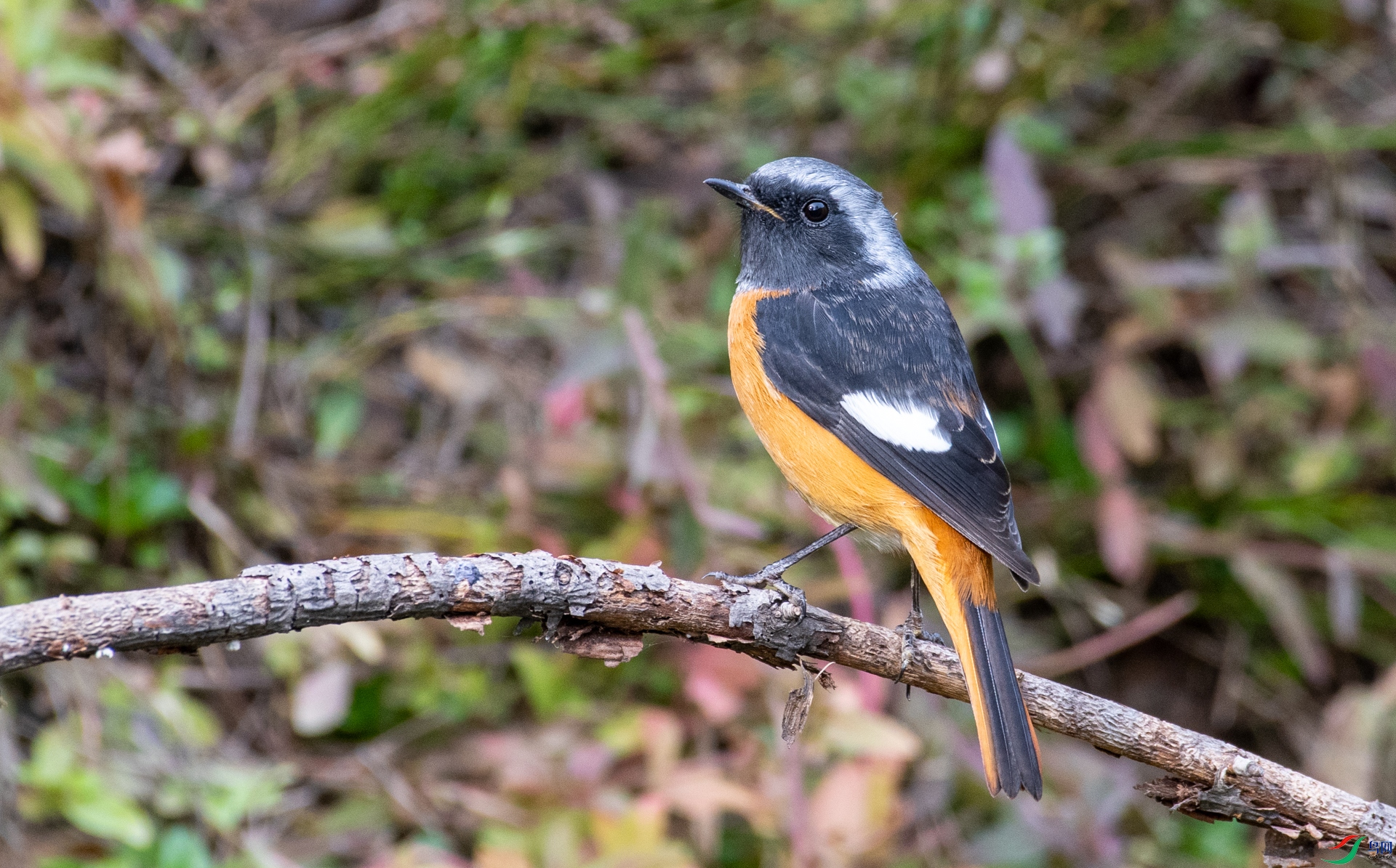 DSC_2510.jpg