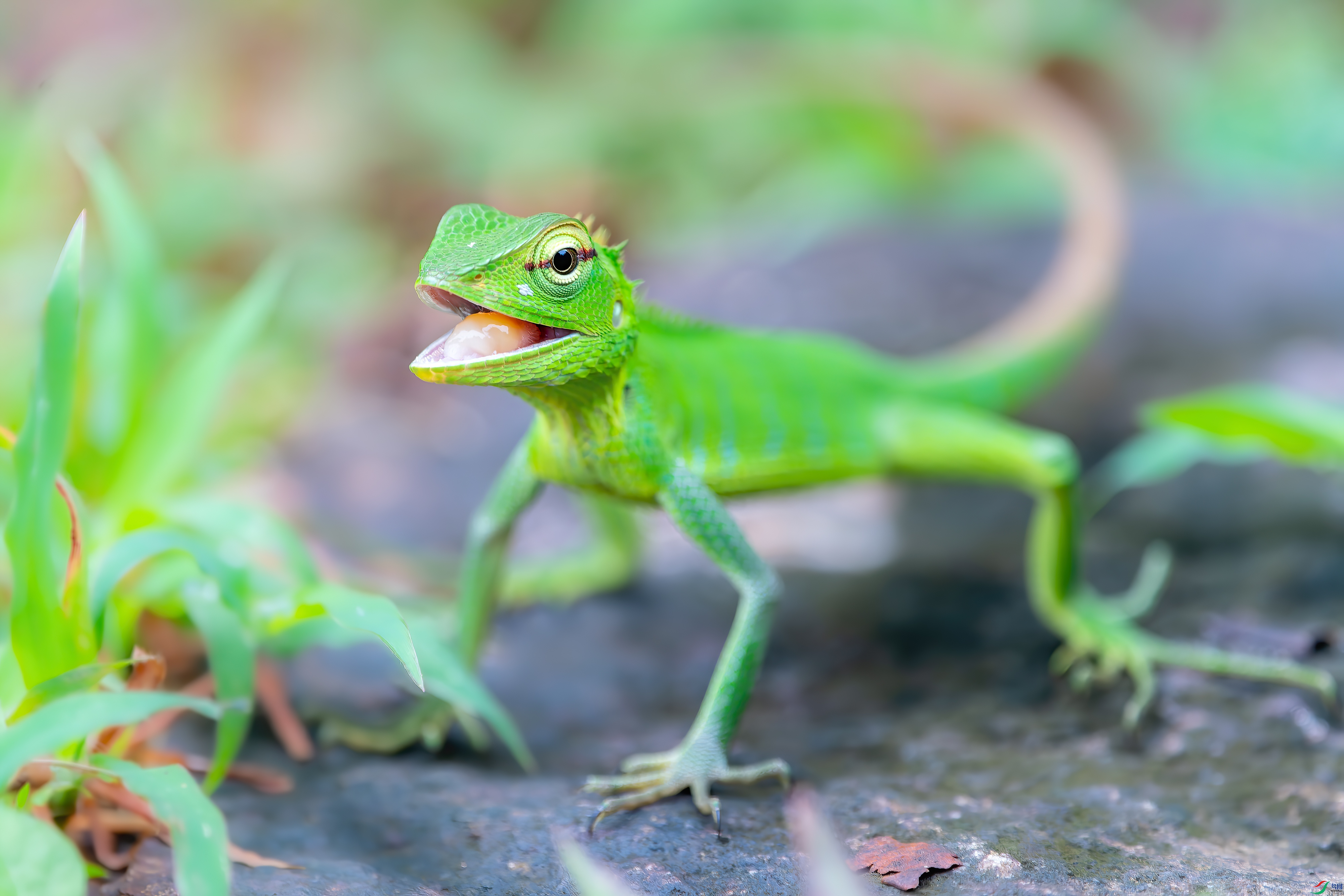 DSC_6313.jpg