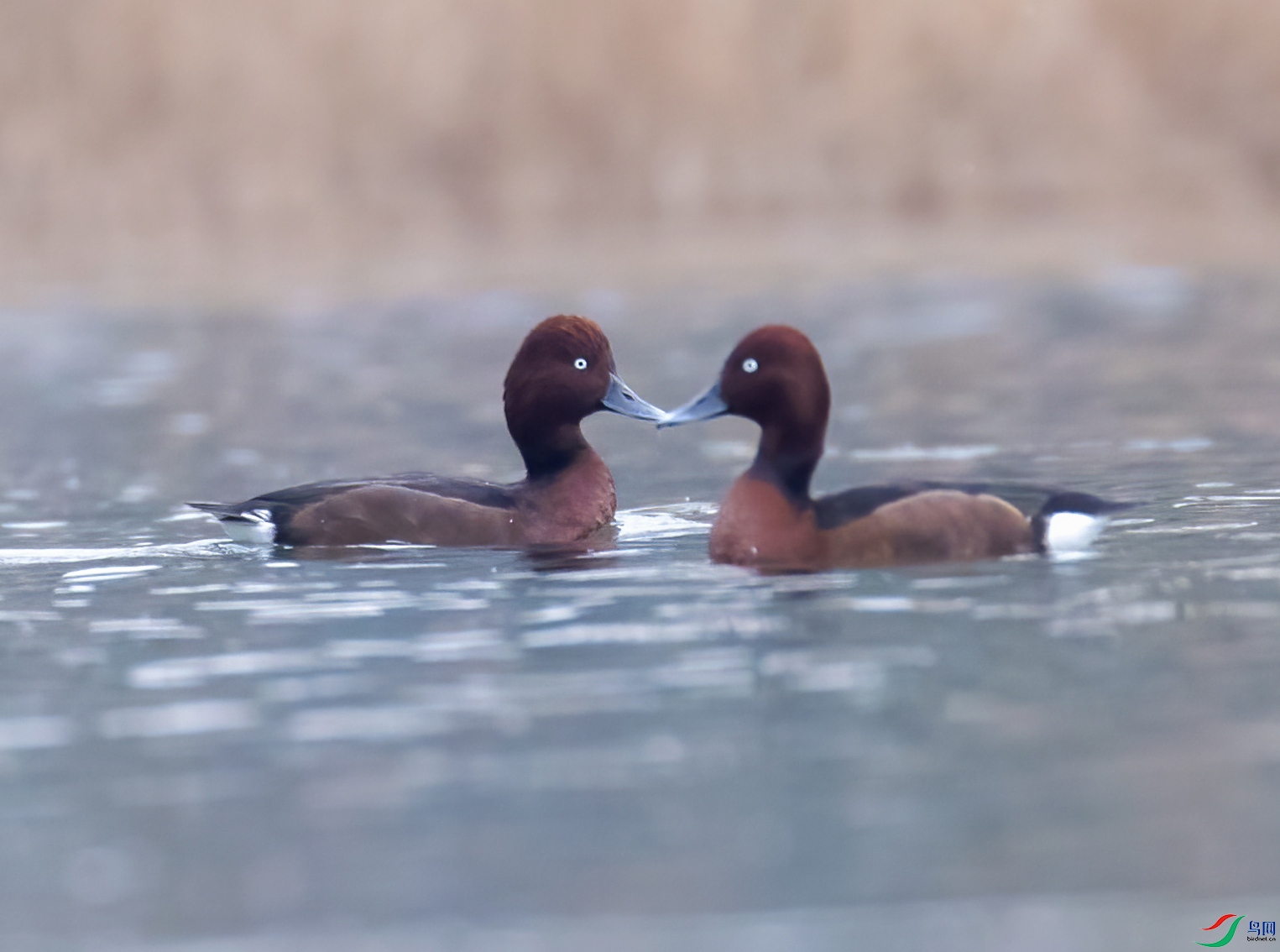 314A6052 ���� 2.jpg