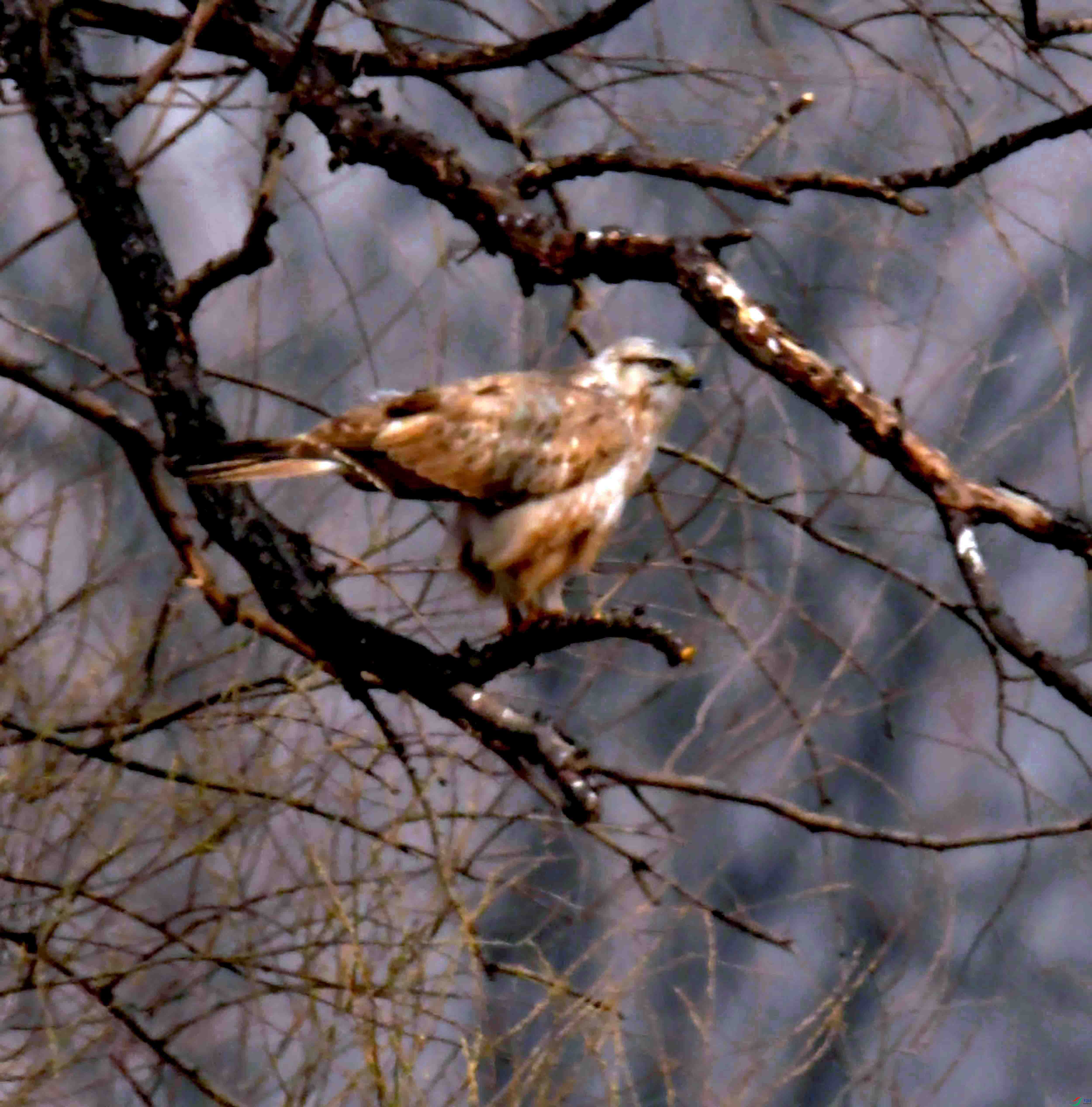 DSC_2398.JPG