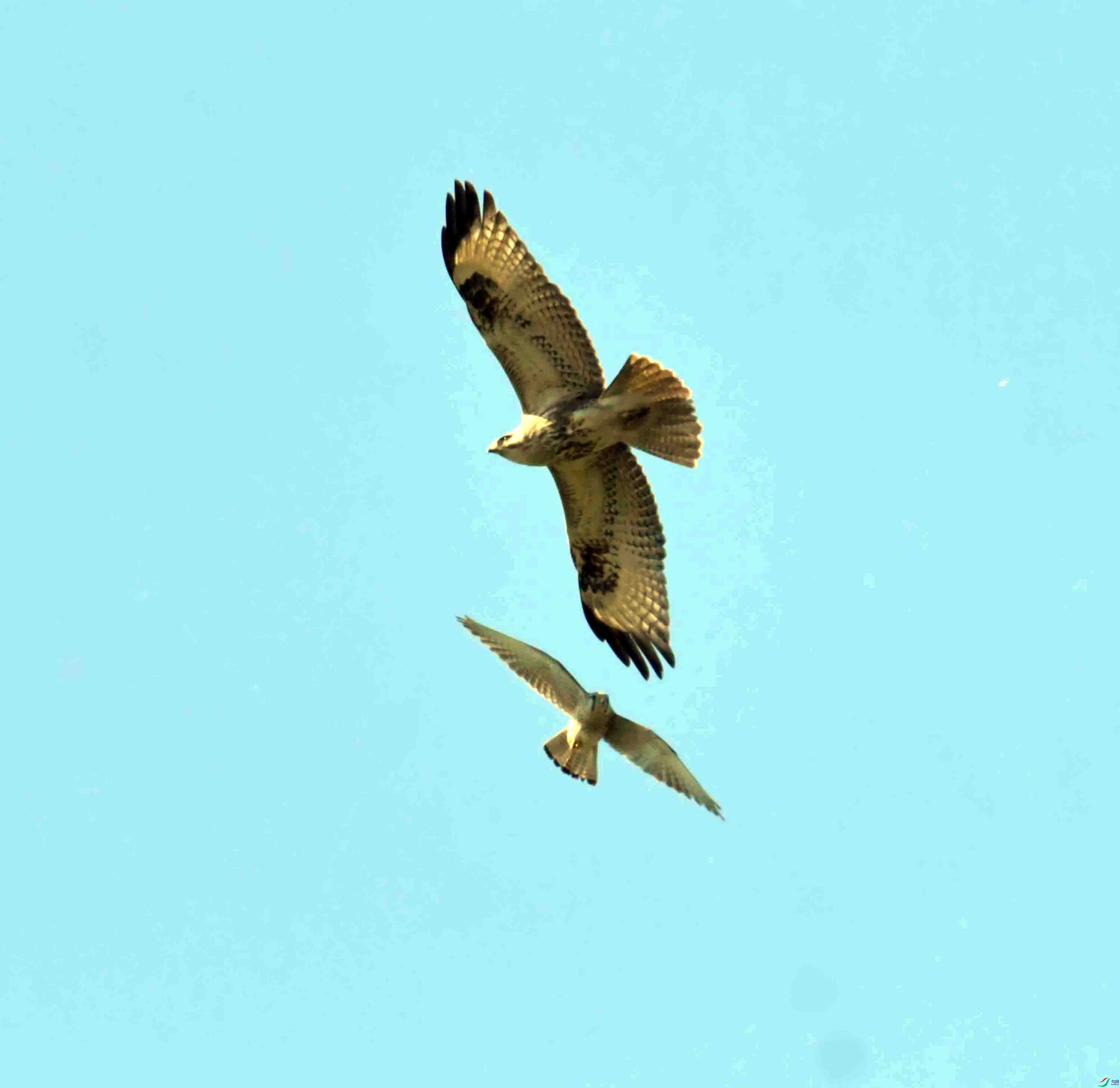 DSC_9833.JPG