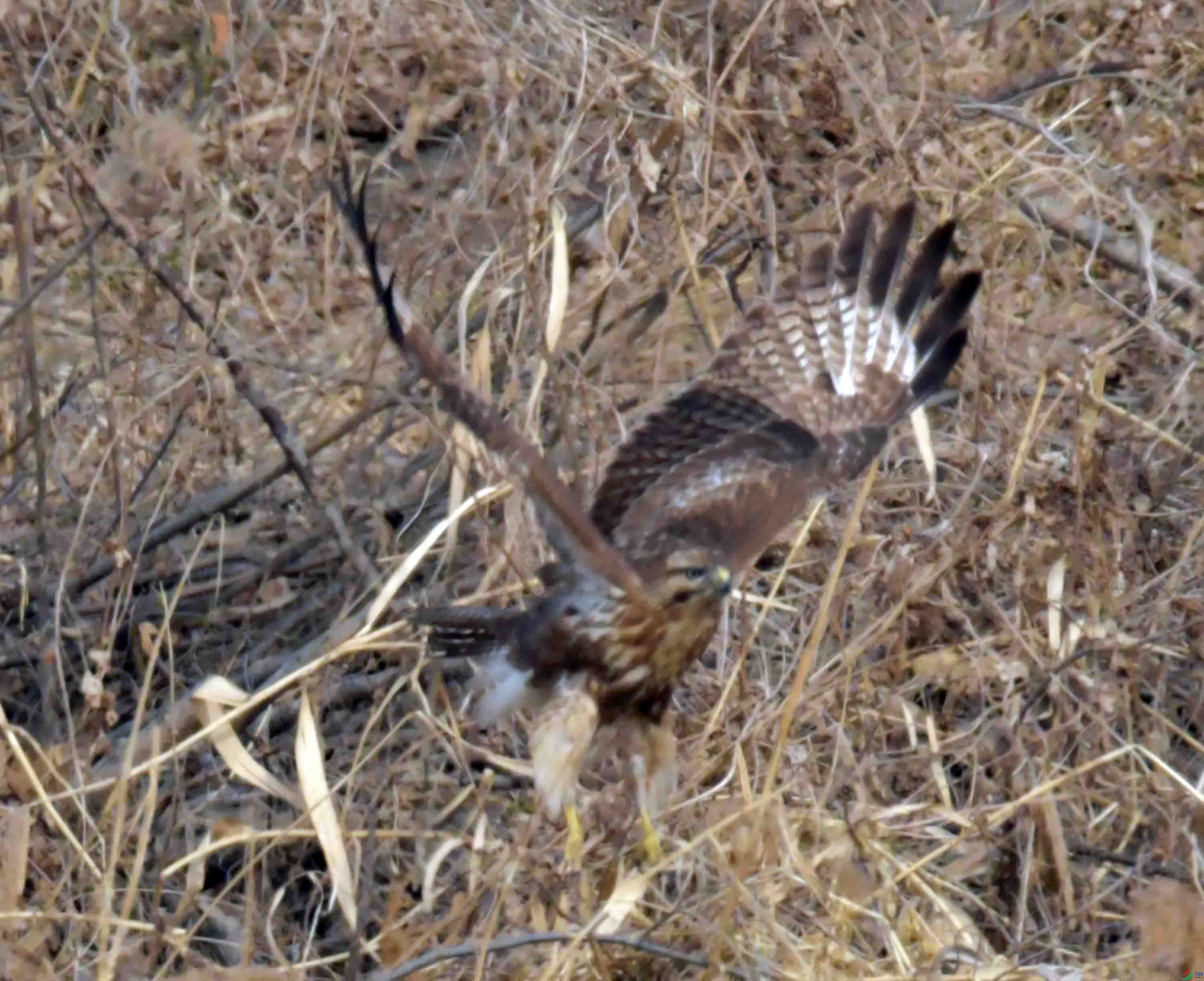 DSC_9888.JPG