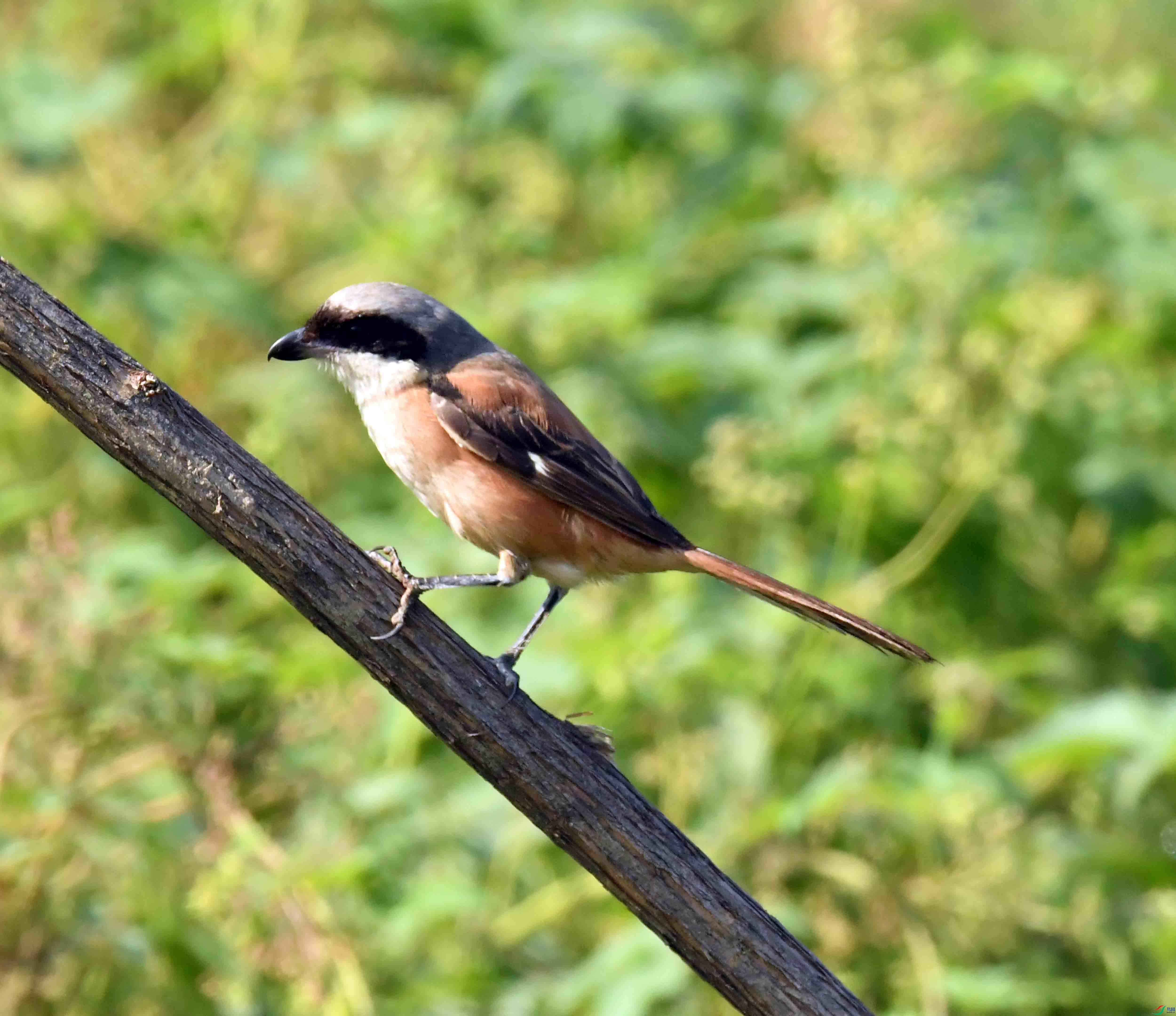 DSC_3134.JPG
