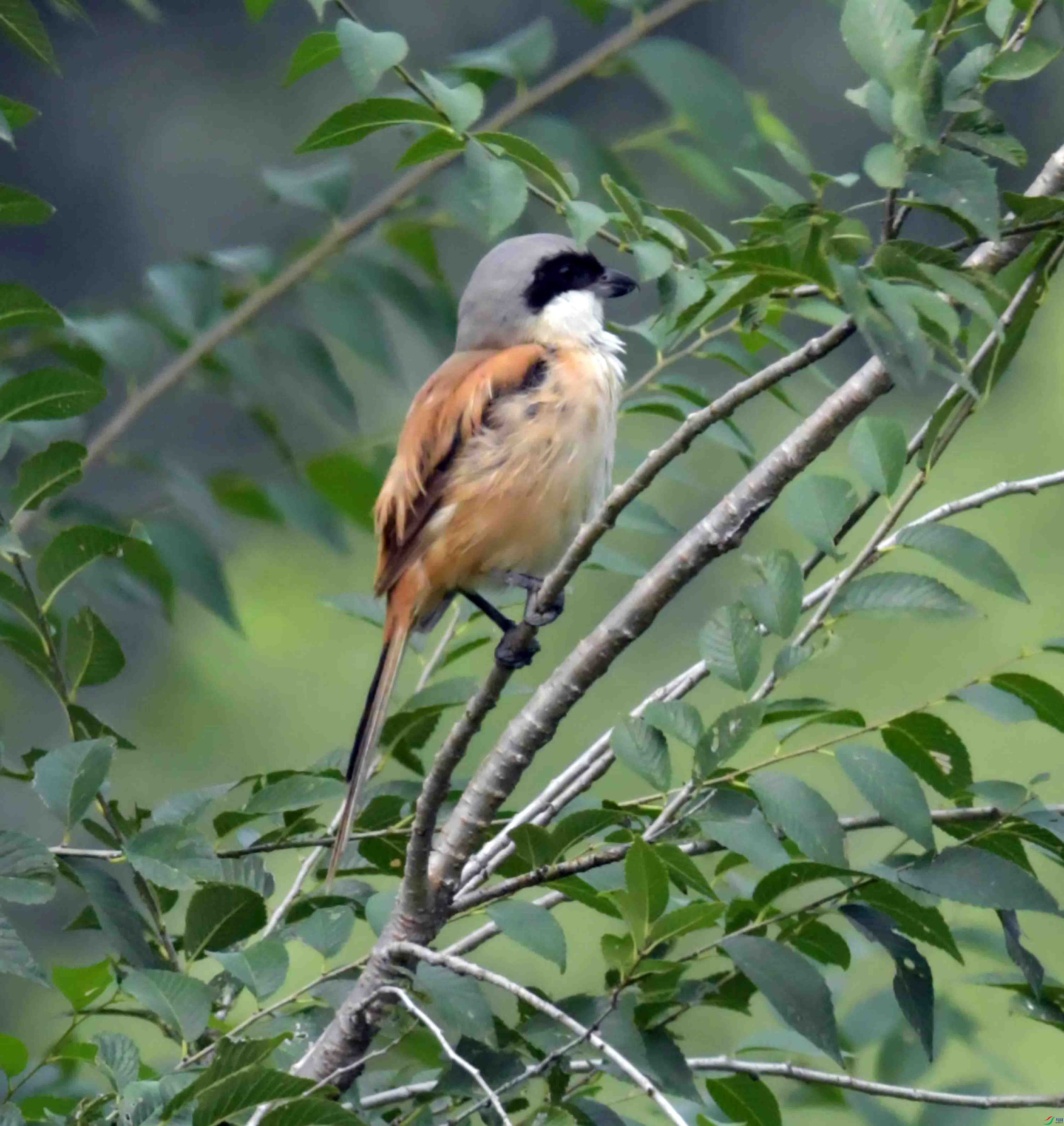 DSC_7246.JPG