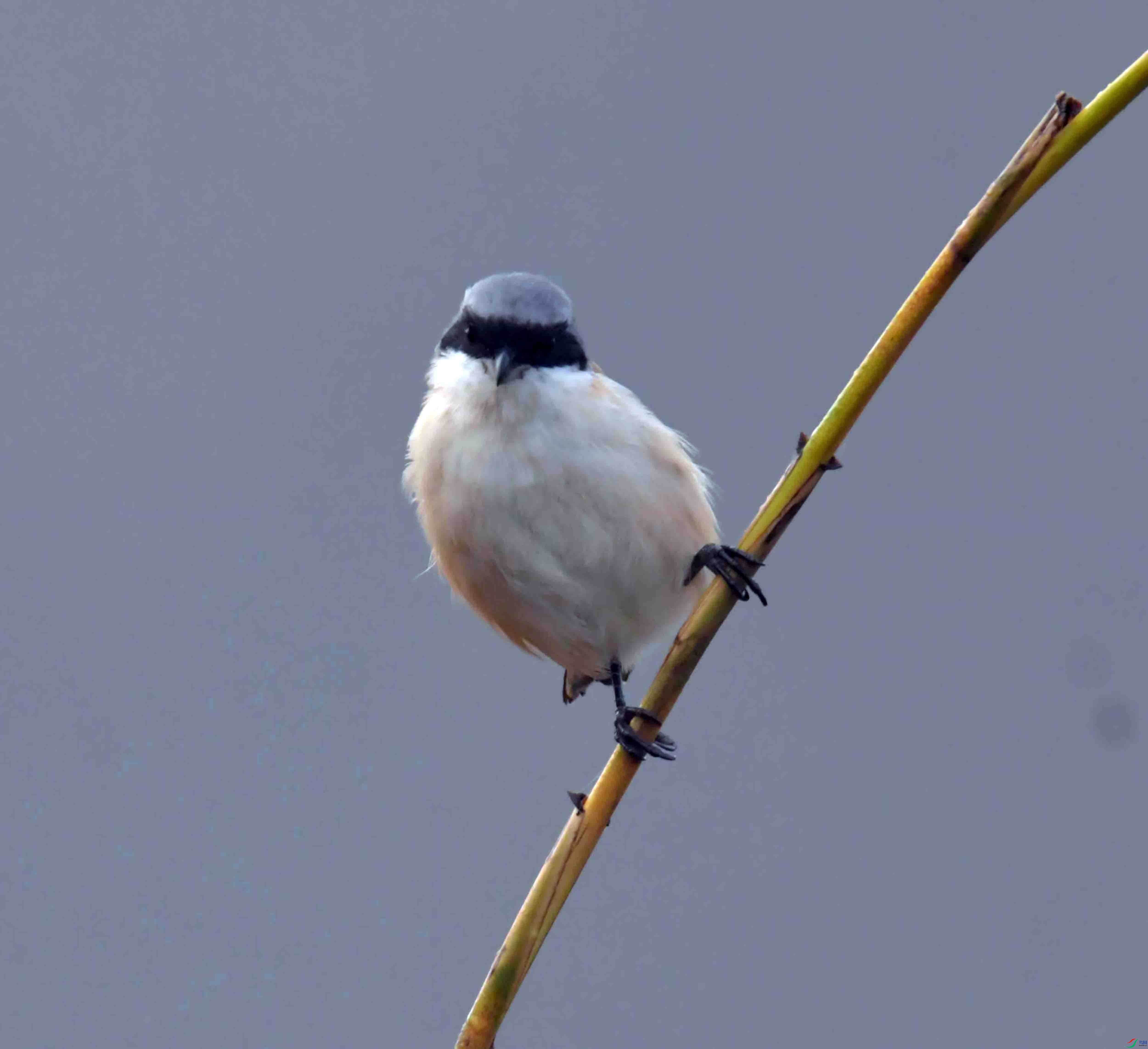 DSC_9663.JPG