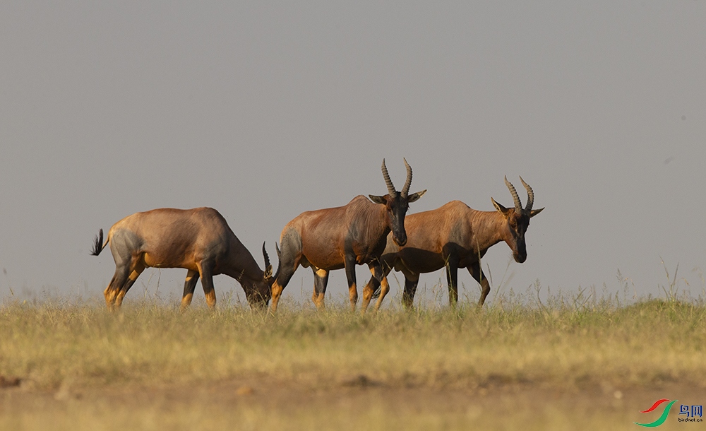 ���� (6).jpg