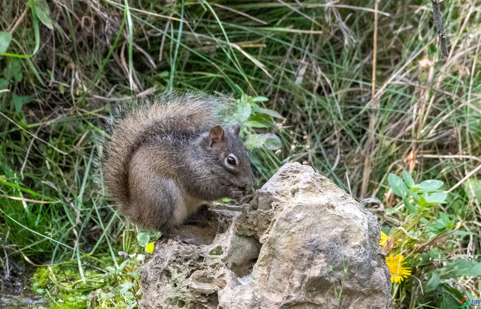 DSC_3385.jpg