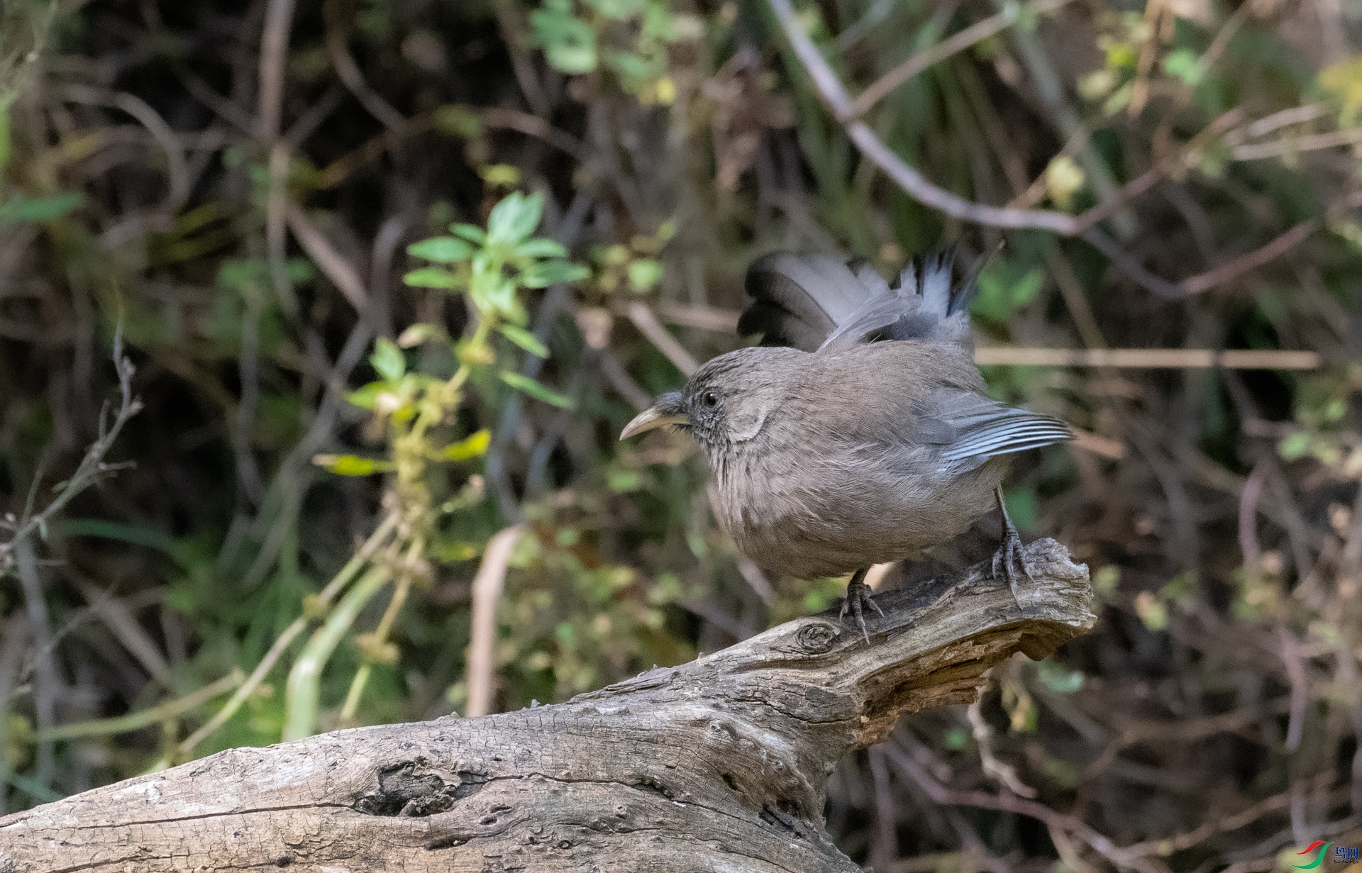 DSC_3417.jpg